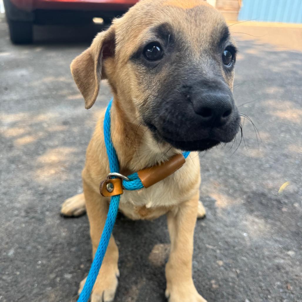 Evan, a Adoptable mixed breed in Newberg, OR image 6/6
