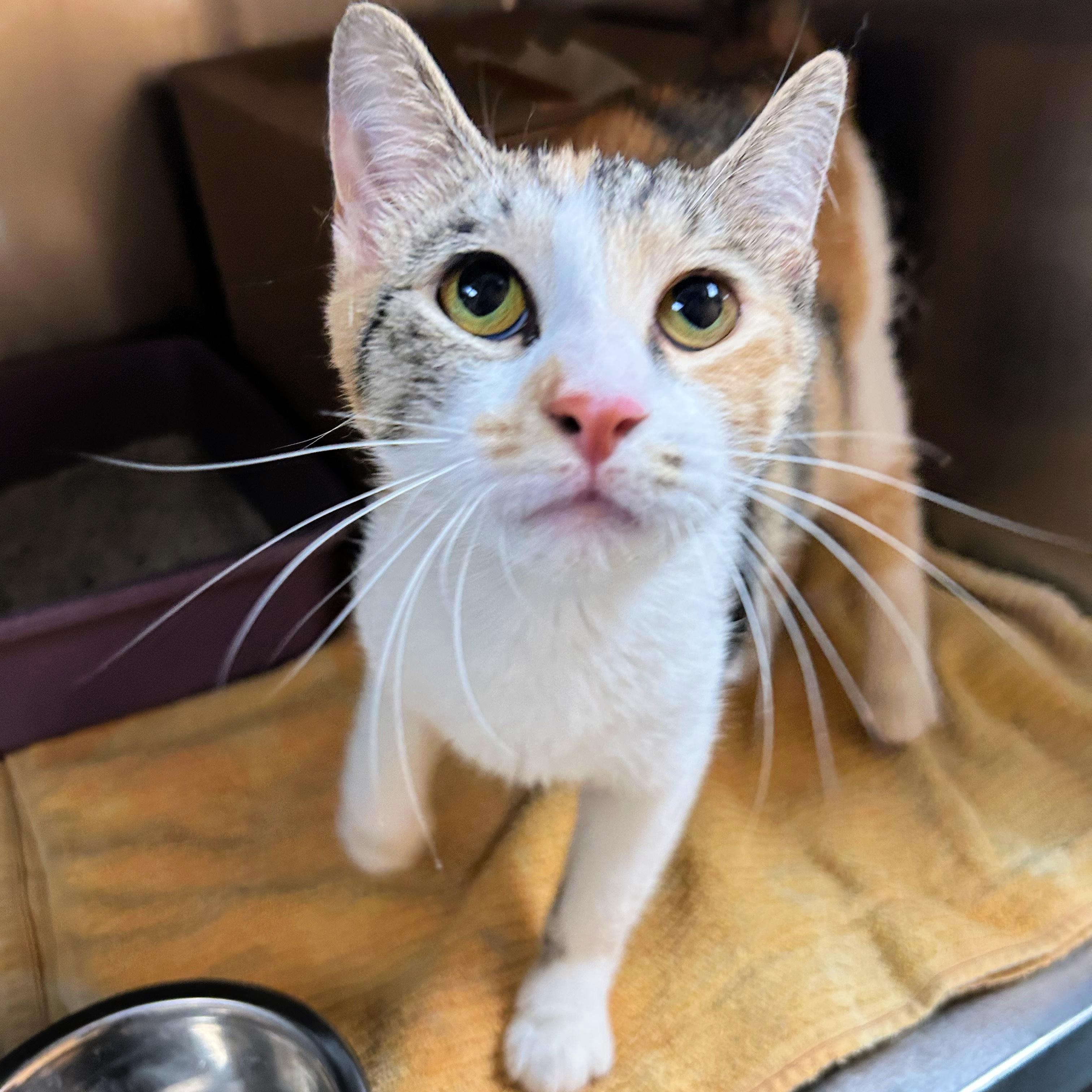 Enlarge Dot, an adopted mixed breed in Lindon, UT image 1/1