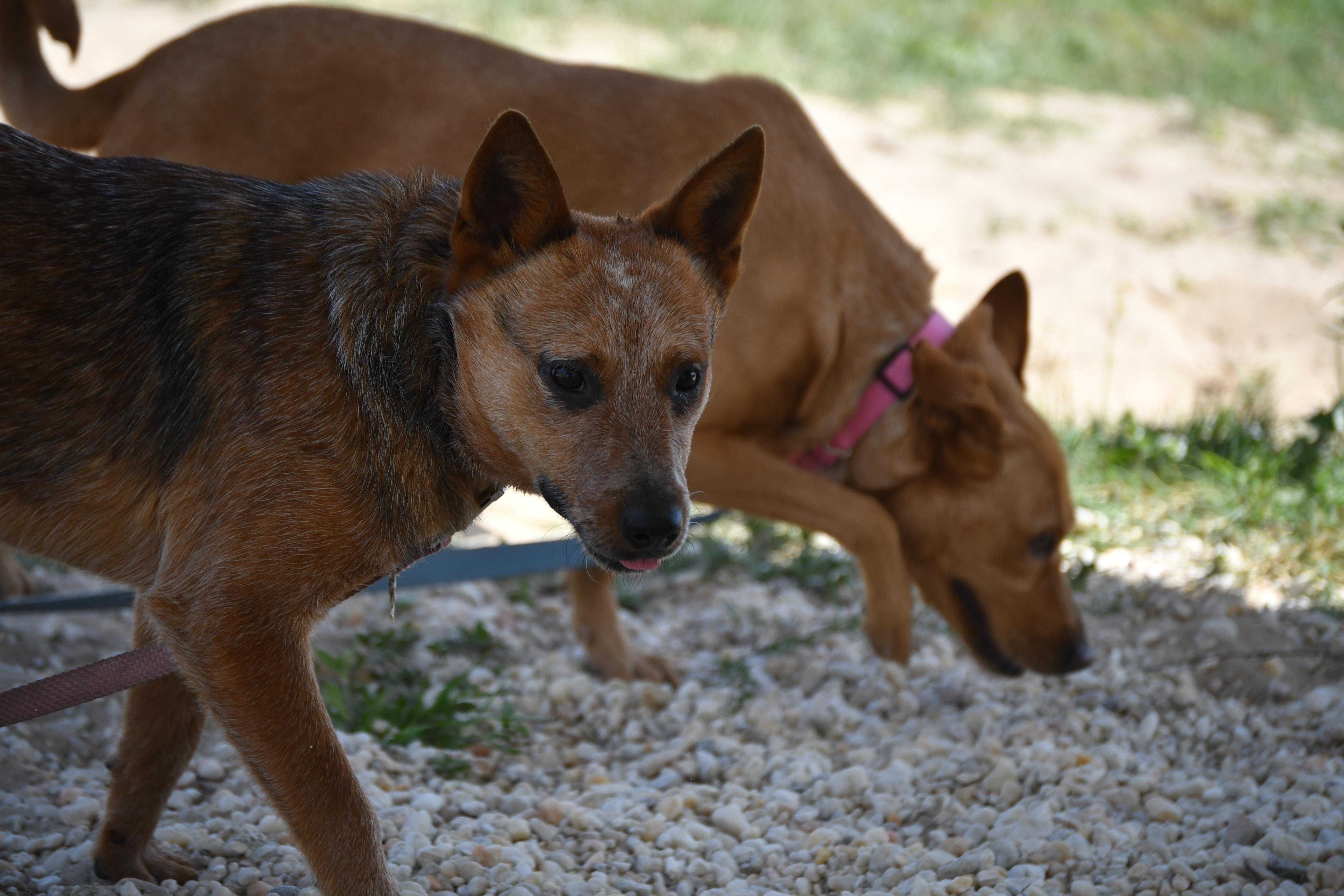 Enlarge Forest, a ADOPTABLE Australian Cattle Dog / Blue Heeler in Defuniak Springs, FL image 4/4