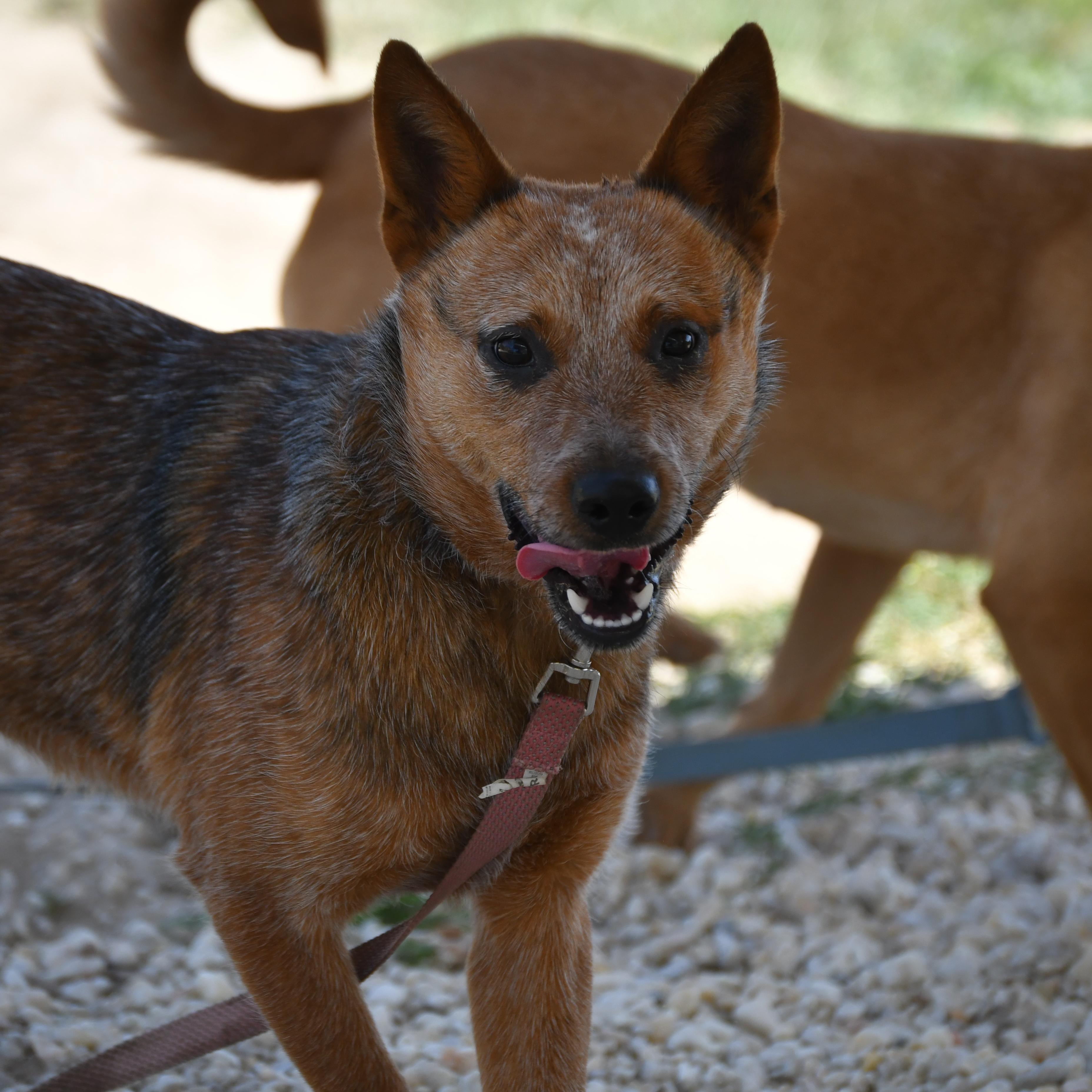 Enlarge Forest, a ADOPTABLE Australian Cattle Dog / Blue Heeler in Defuniak Springs, FL image 1/4