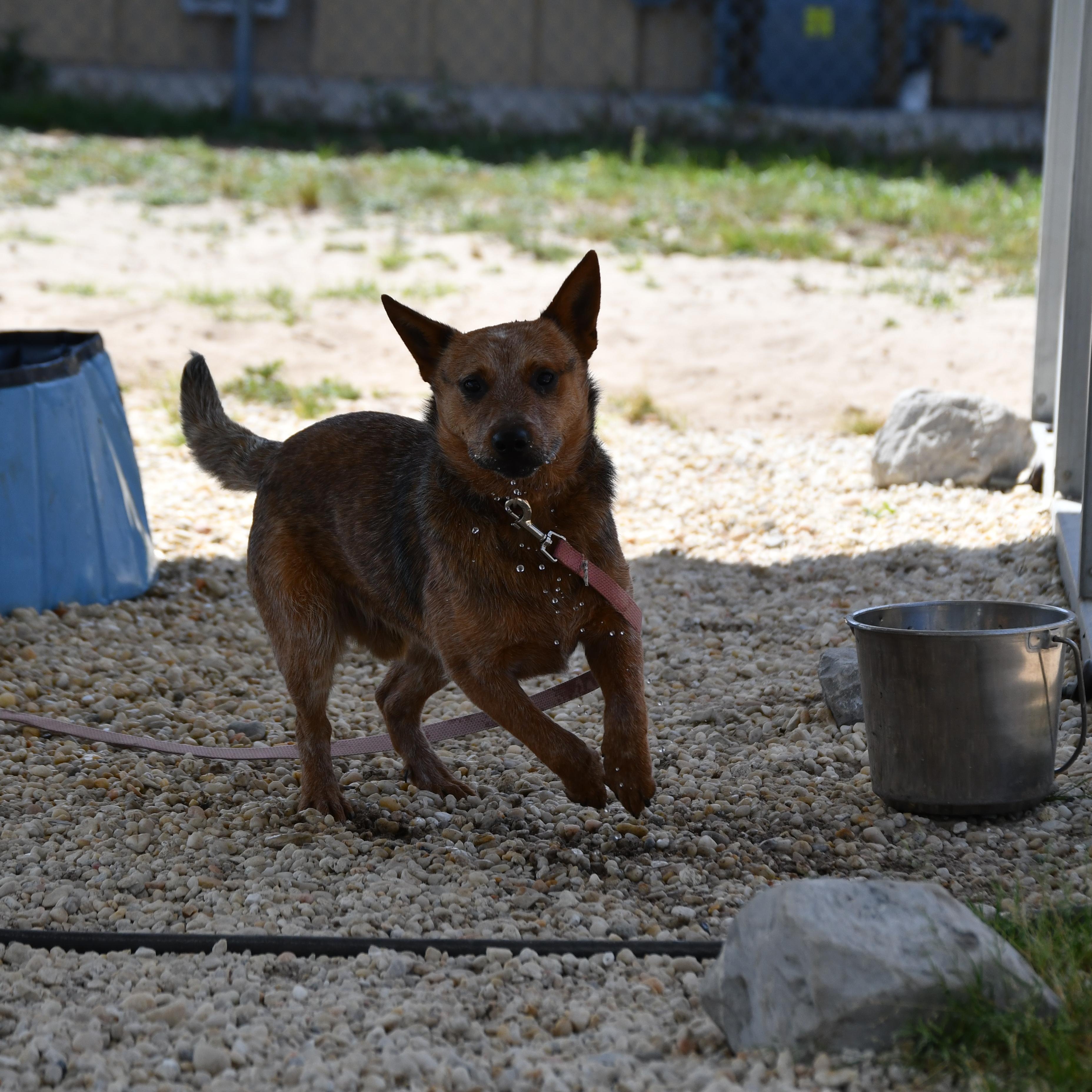 Enlarge Forest, a ADOPTABLE Australian Cattle Dog / Blue Heeler in Defuniak Springs, FL image 2/4