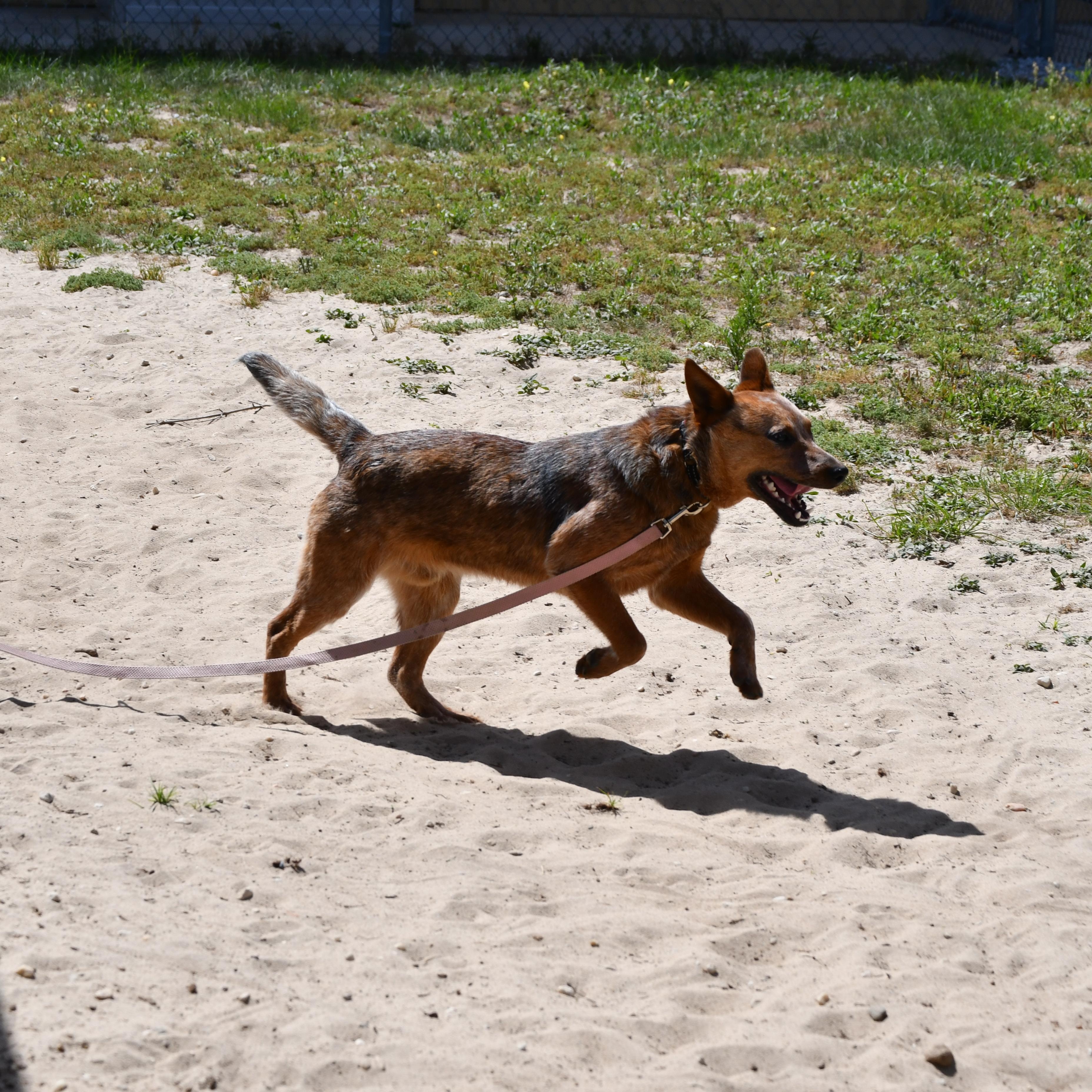 Enlarge Forest, a ADOPTABLE Australian Cattle Dog / Blue Heeler in Defuniak Springs, FL image 3/4