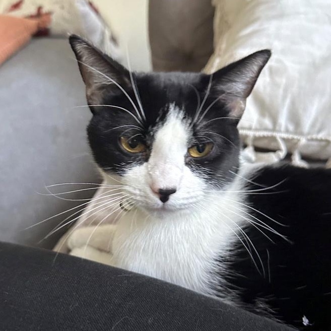 Kiwi Fruit — thumbnail 3