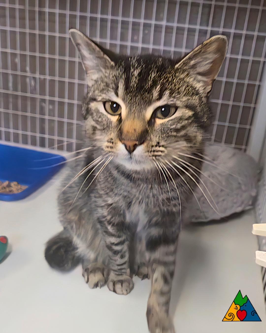 Enlarge Odette, a ADOPTABLE Domestic Short Hair in Douglas, WY image 2/3