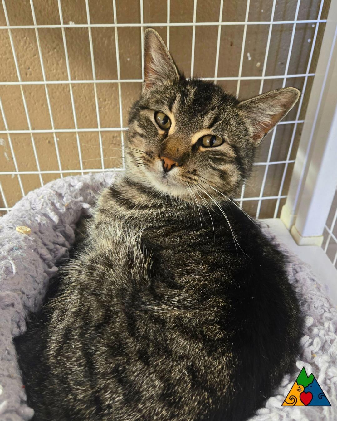 Enlarge Odette, a ADOPTABLE Domestic Short Hair in Douglas, WY image 3/3