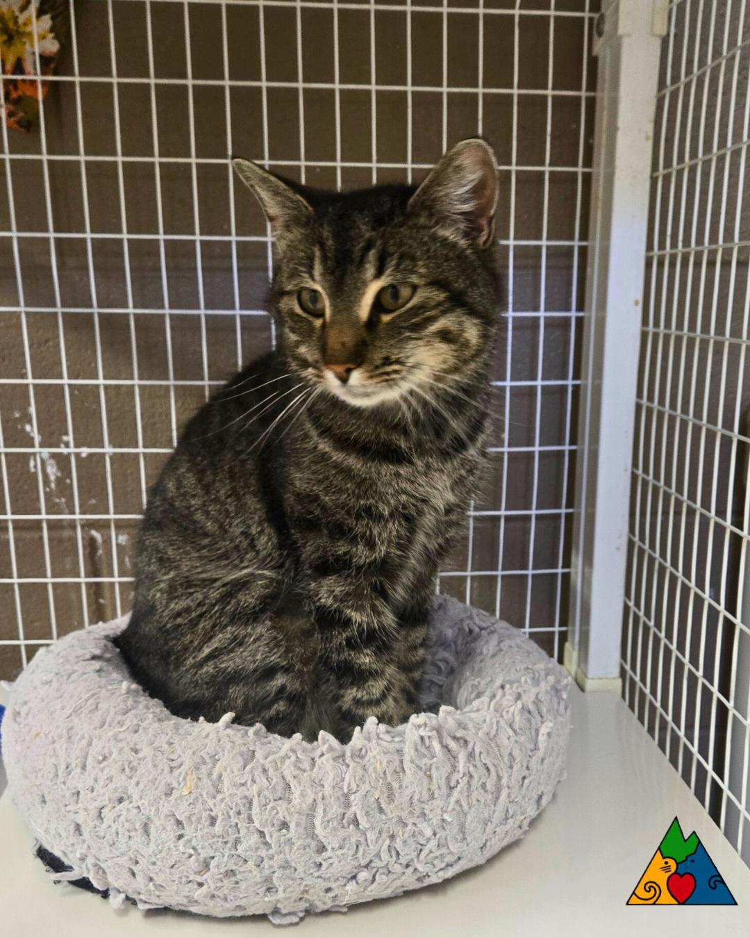 Odette, ADOPTABLE, Adult Female Domestic Short Hair.