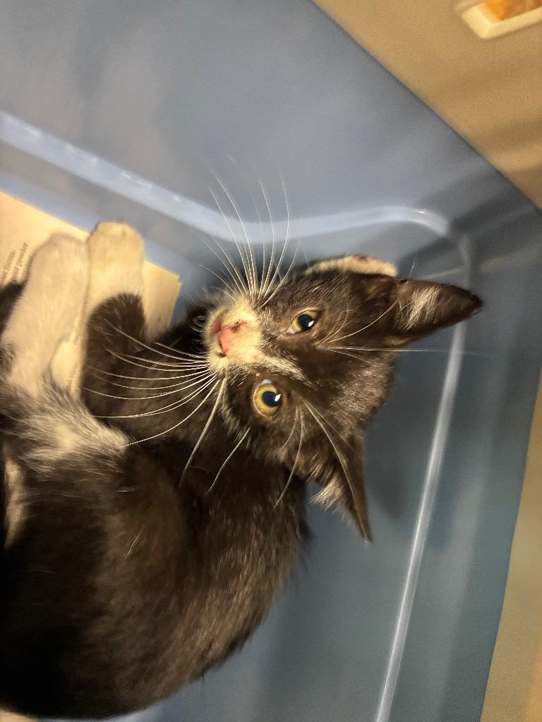 Bug, Adoptable, Kitten Male American Shorthair.