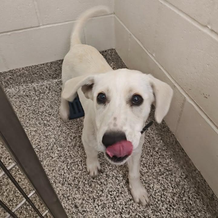 Enlarge Parmesan, a Adopted Labrador Retriever in Springdale, AR image 1/1