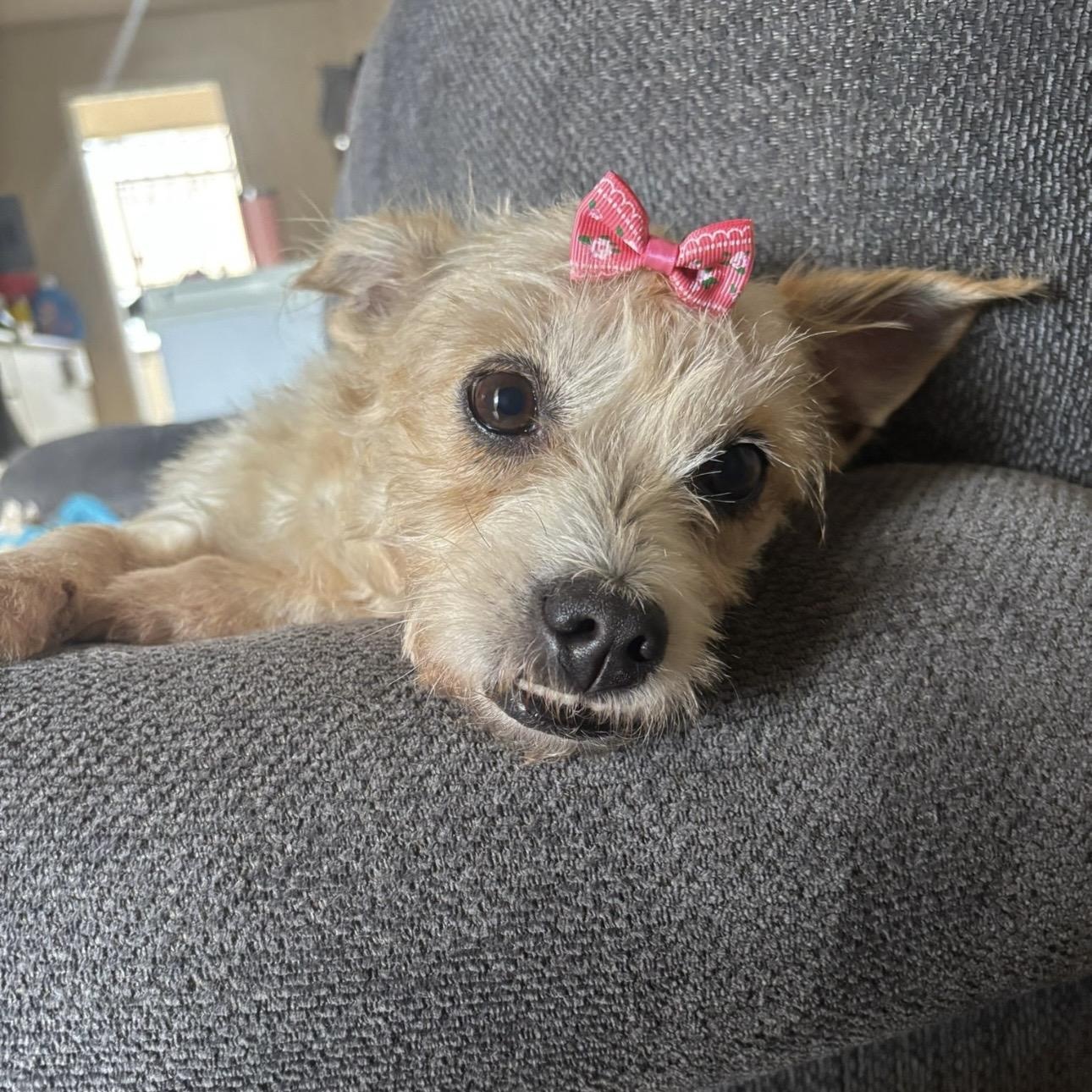 FLUFF, a Adoptable mixed breed in Falls Church, VA image 2/6