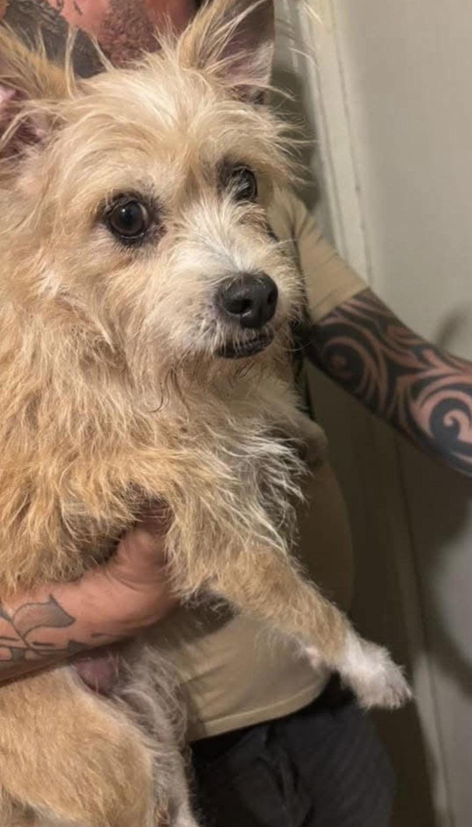 FLUFF, a Adoptable mixed breed in Falls Church, VA image 3/6