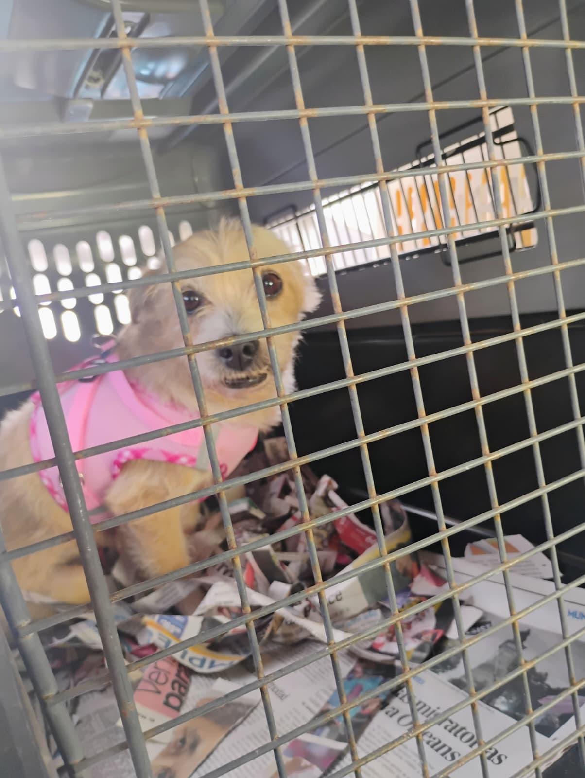 FLUFF, a Adoptable mixed breed in Falls Church, VA image 6/6