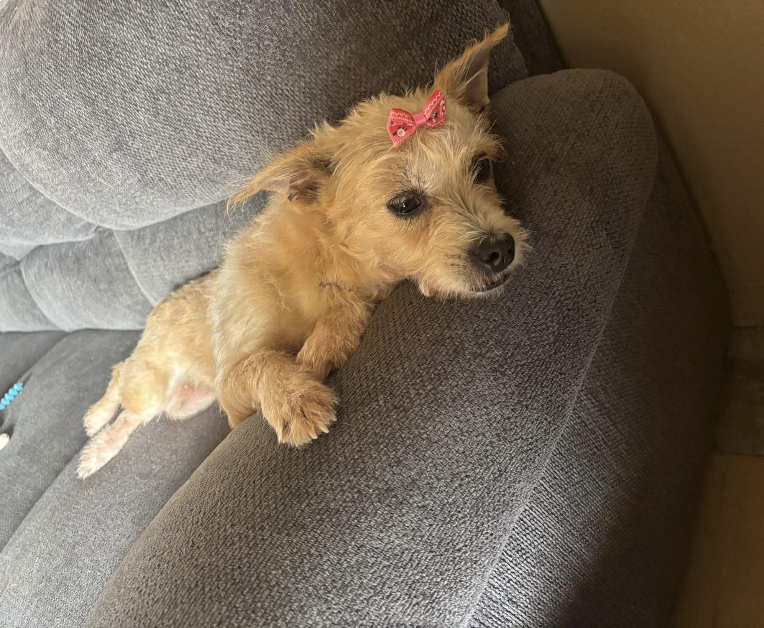 FLUFF, a Adoptable mixed breed in Falls Church, VA image 4/6