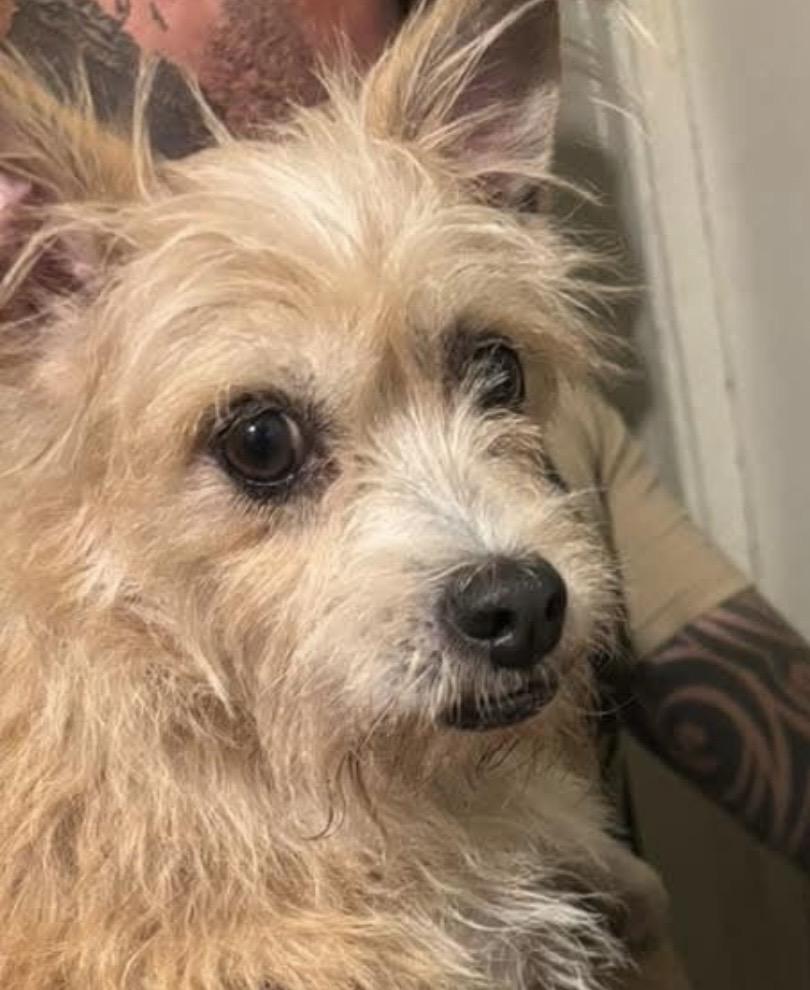 FLUFF, a Adoptable mixed breed in Falls Church, VA image 1/6