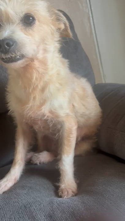 Enlarge FLUFF, a Adoptable mixed breed in Falls Church, VA video 5/6