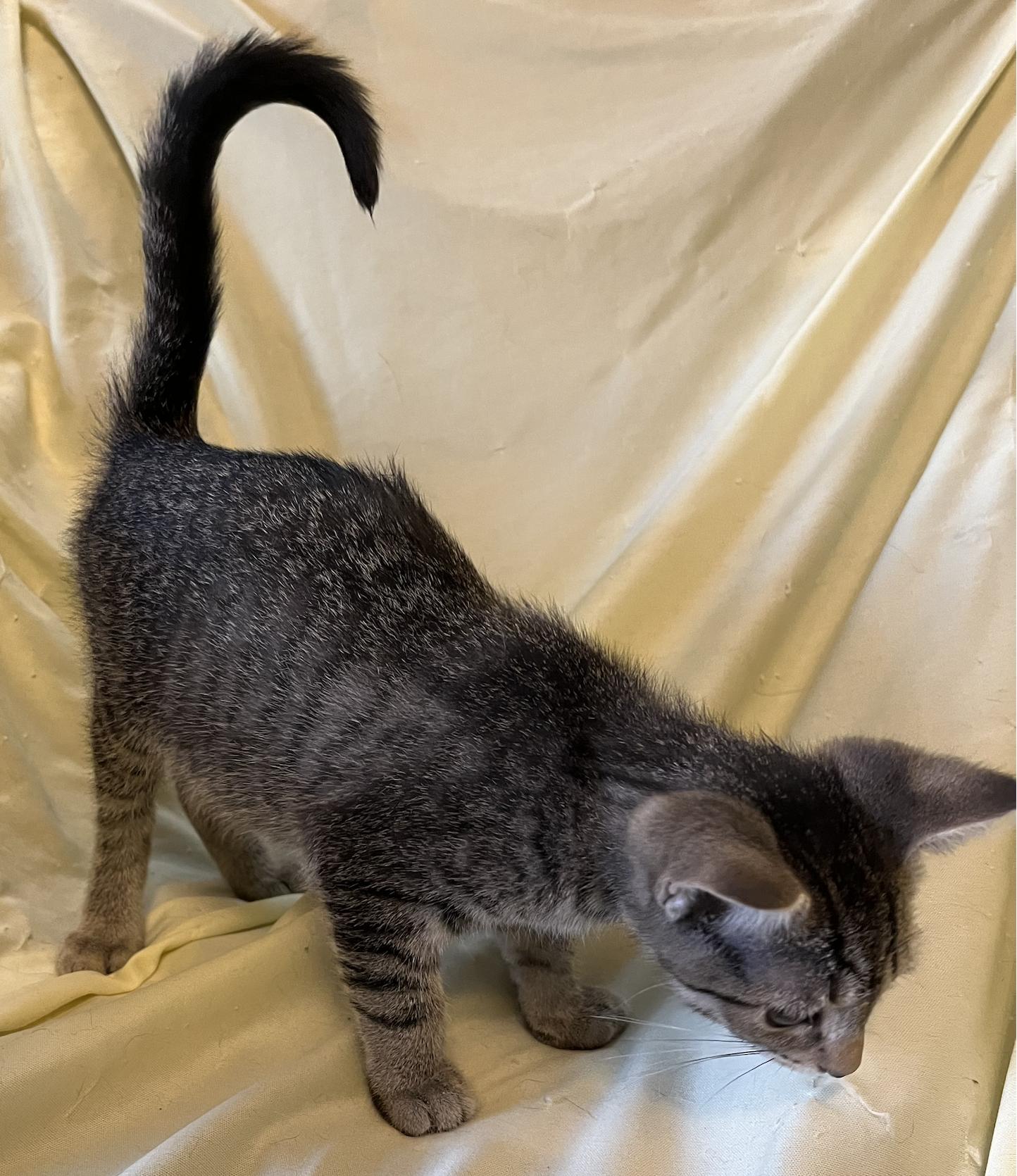 Abby, a ADOPTABLE Domestic Short Hair in Connelly Springs, NC image 3/3