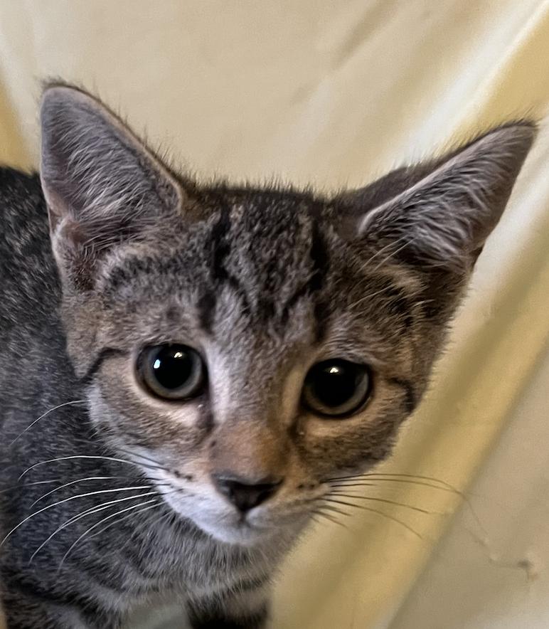 Abby, a ADOPTABLE Domestic Short Hair in Connelly Springs, NC image 1/3