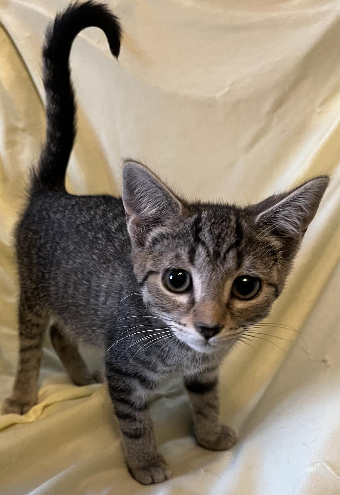 Abby, a ADOPTABLE Domestic Short Hair in Connelly Springs, NC image 2/3