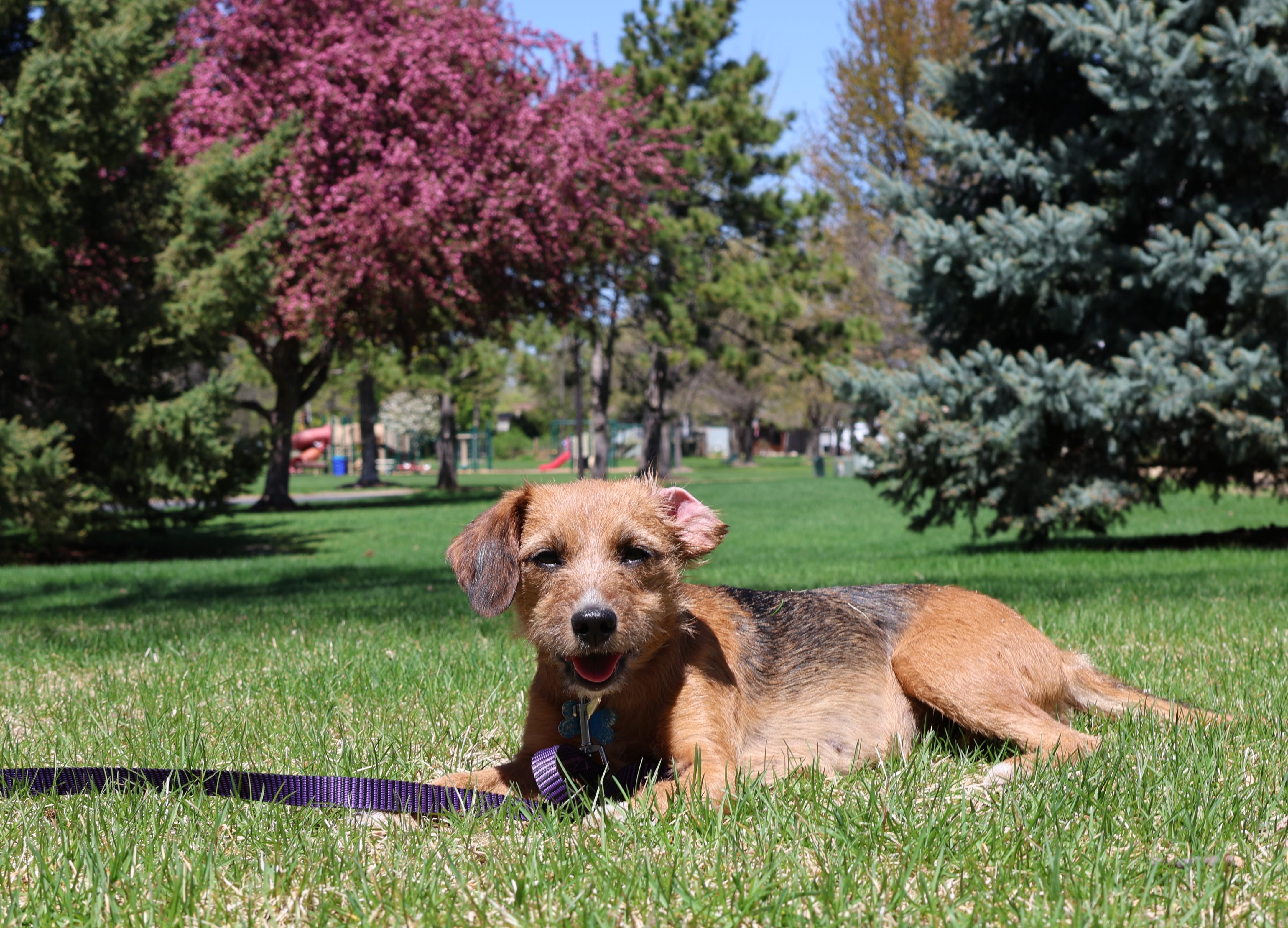 Enlarge Hadley, an adopted mixed breed in Minneapolis, MN image 5/6