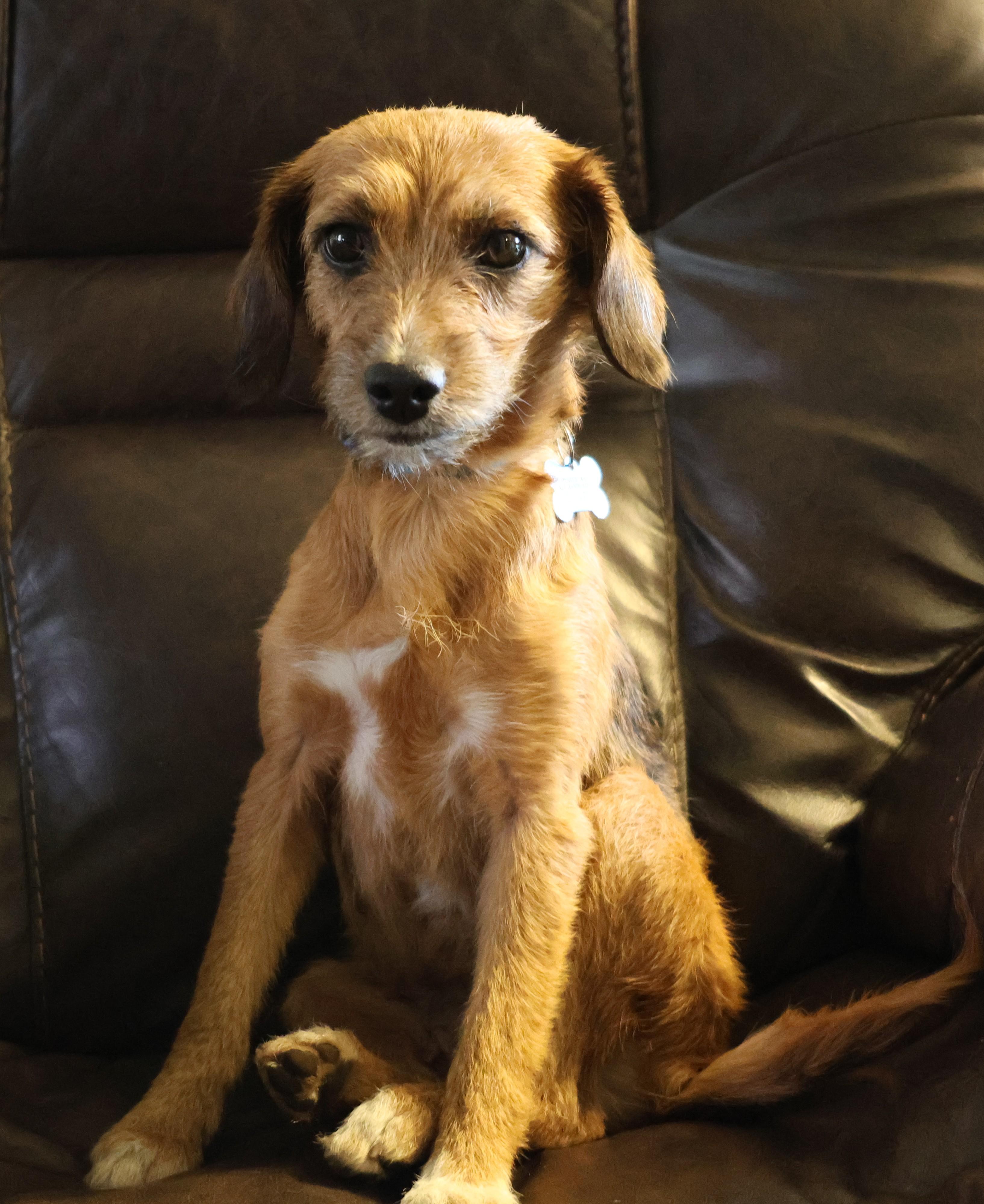 Hadley, ADOPTABLE, Young Female Beagle & Mixed Breed.