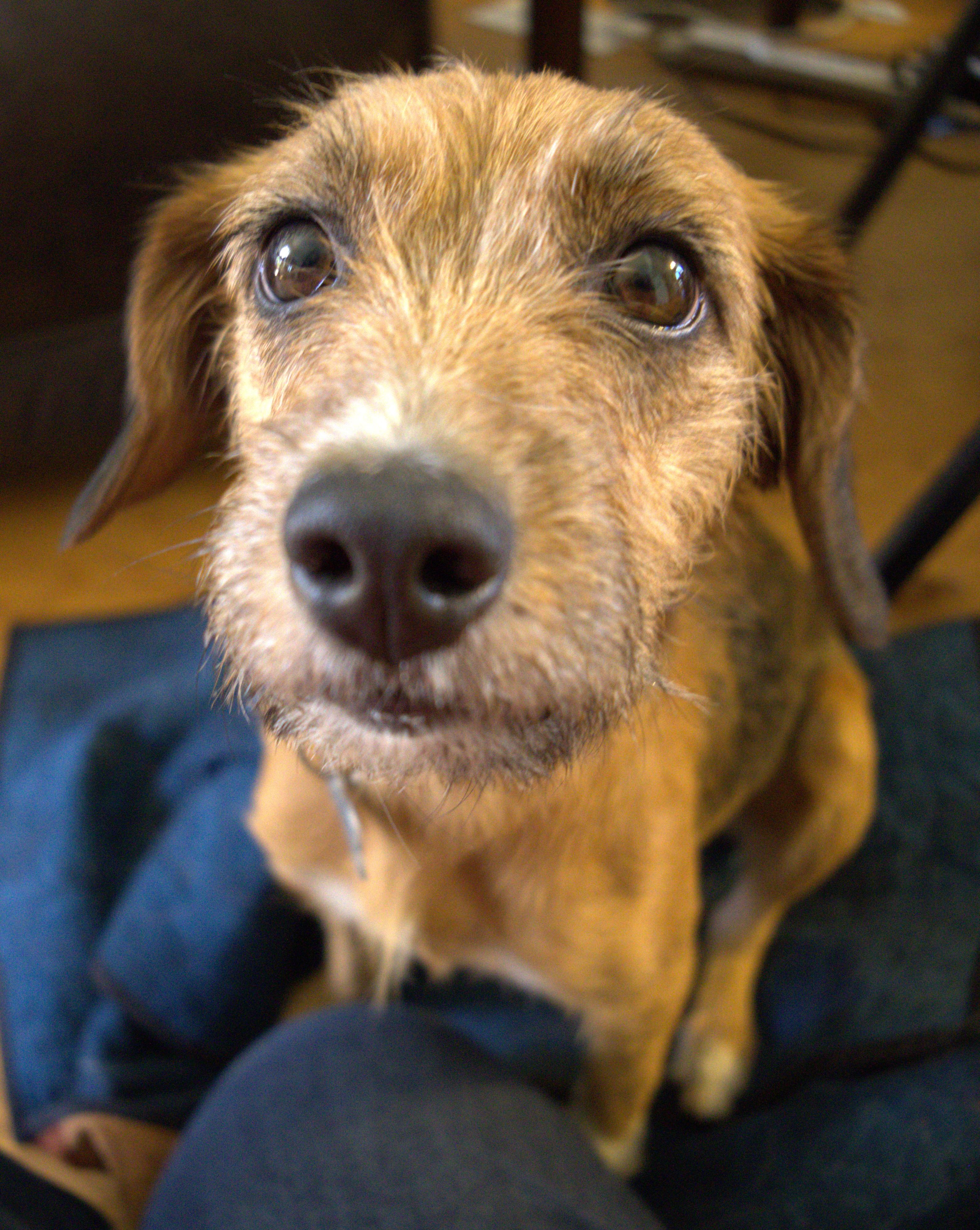 Enlarge Hadley, an adopted mixed breed in Minneapolis, MN image 3/6