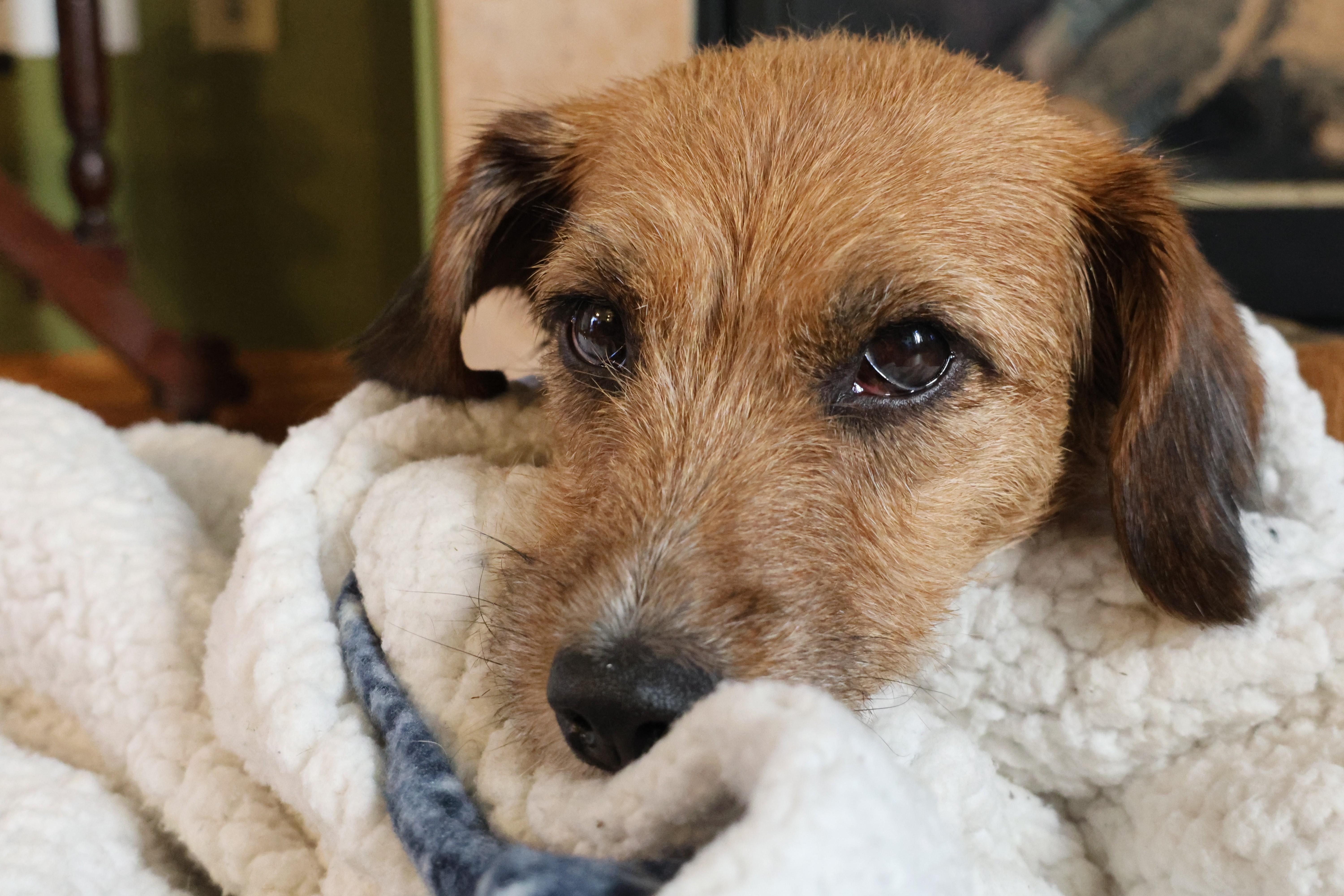 Enlarge Hadley, an adopted mixed breed in Minneapolis, MN image 6/6