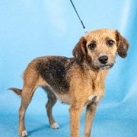 Enlarge Hadley, an adopted mixed breed in Minneapolis, MN image 4/6