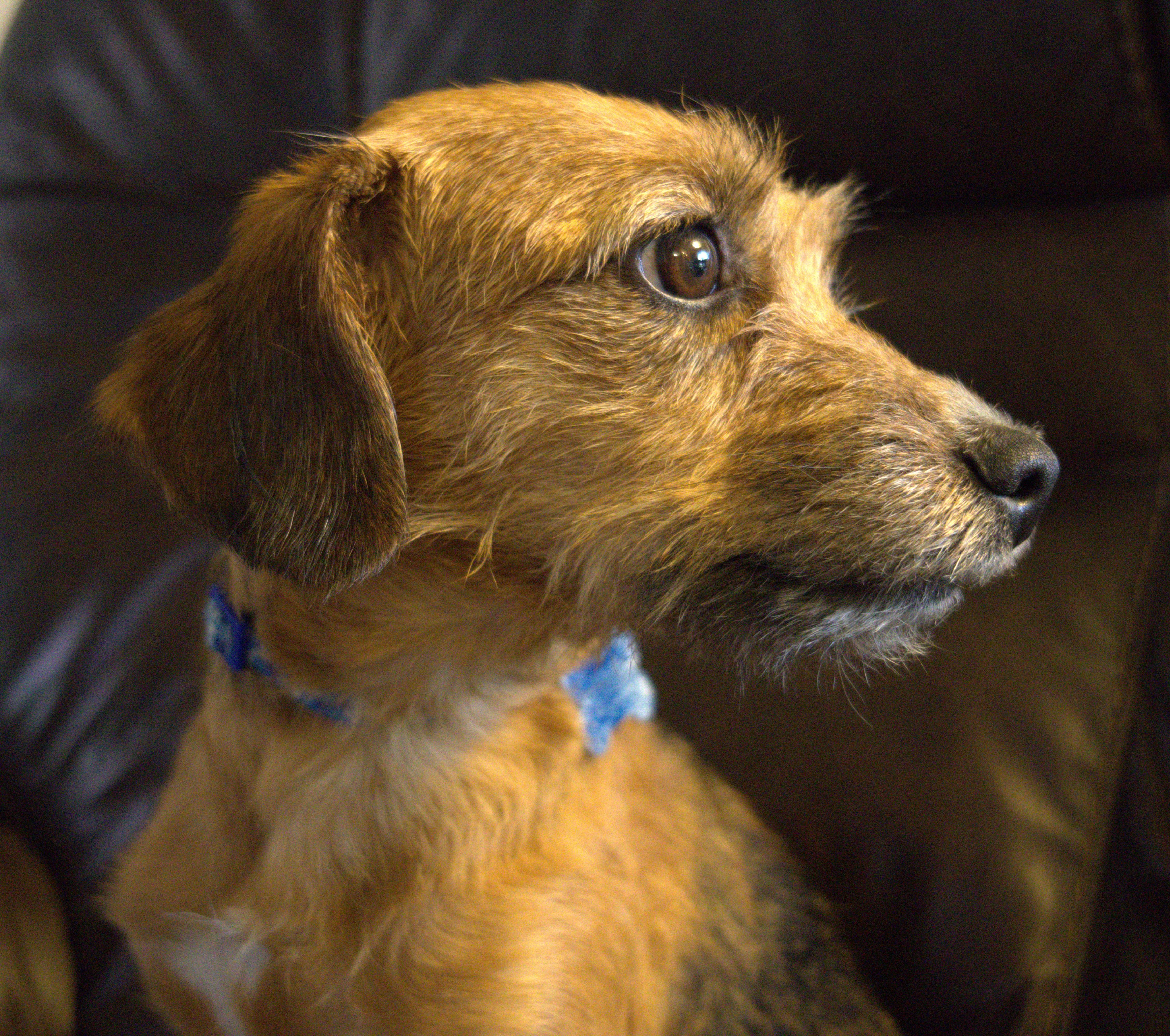 Enlarge Hadley, an adopted mixed breed in Minneapolis, MN image 2/6