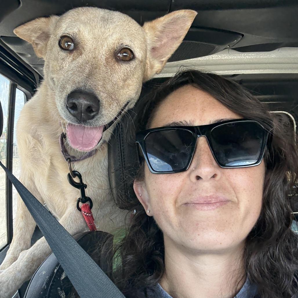 Debbie, Adoptable, Adult Female Cattle Dog.