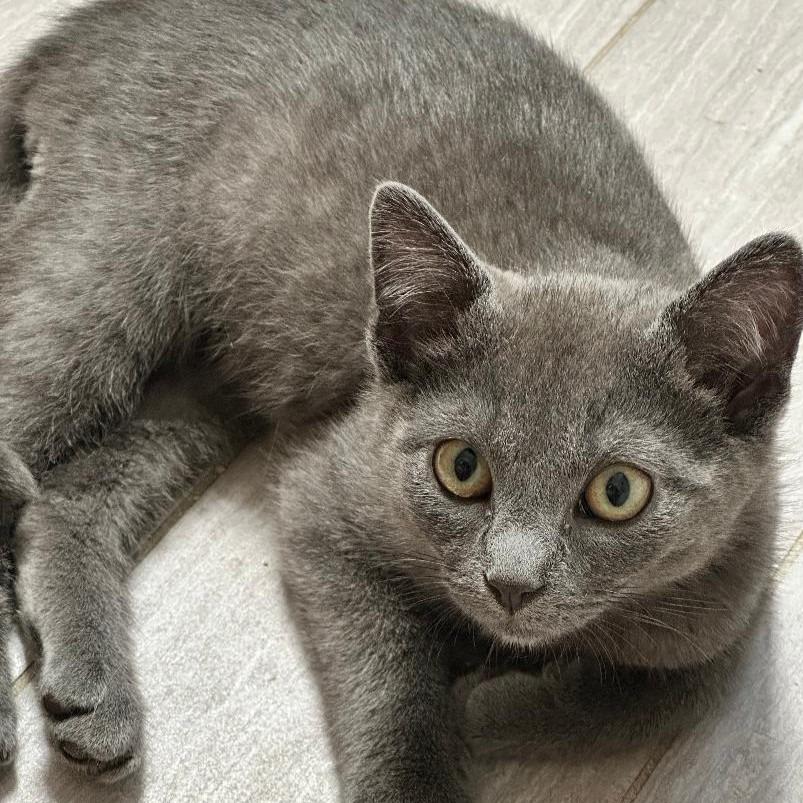 Enlarge Habanero, a Adoptable Domestic Short Hair in Hudson, NY image 1/1