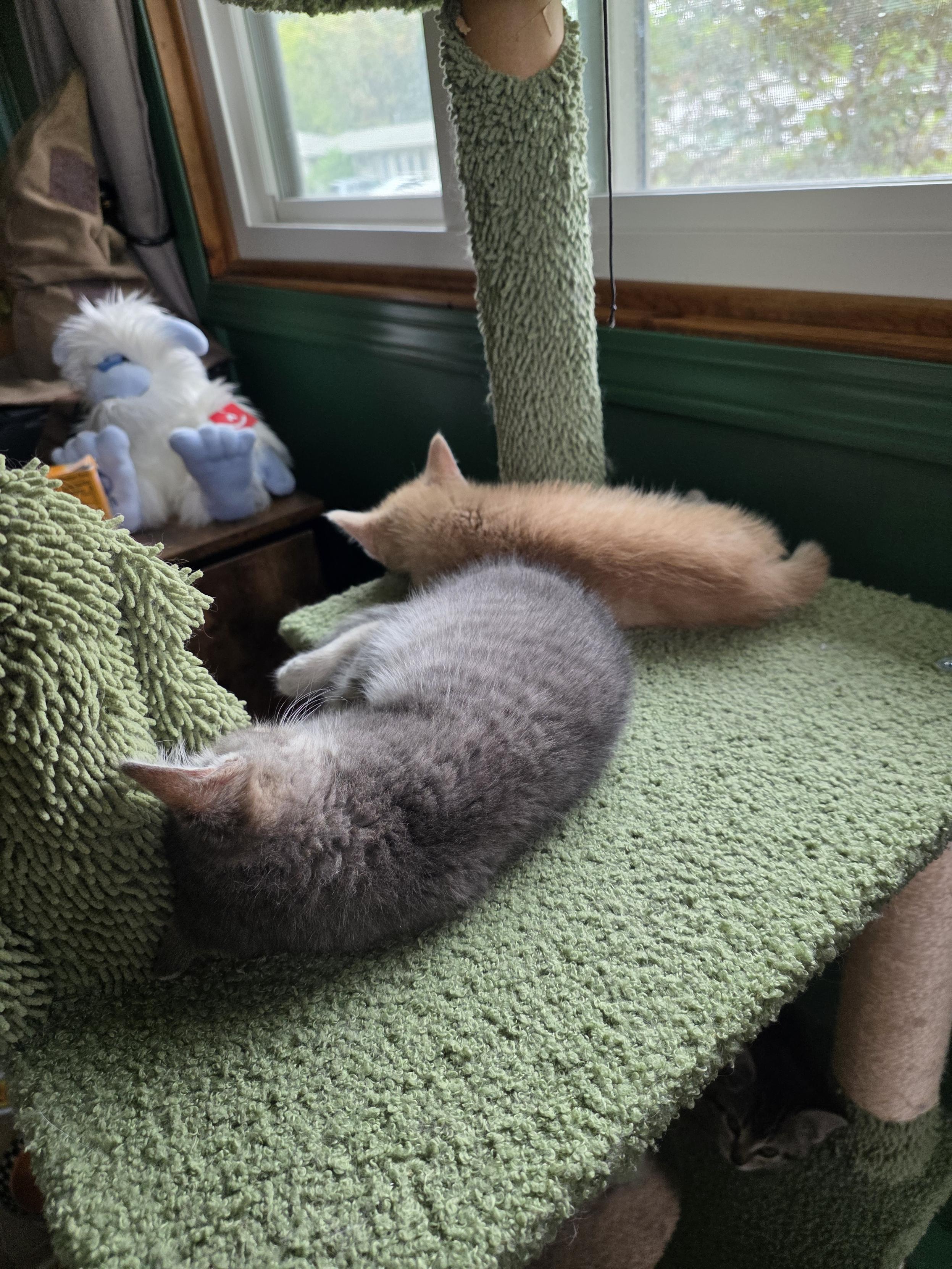 Enlarge Rusty, a ADOPTABLE Domestic Short Hair in Minneapolis, MN image 2/6