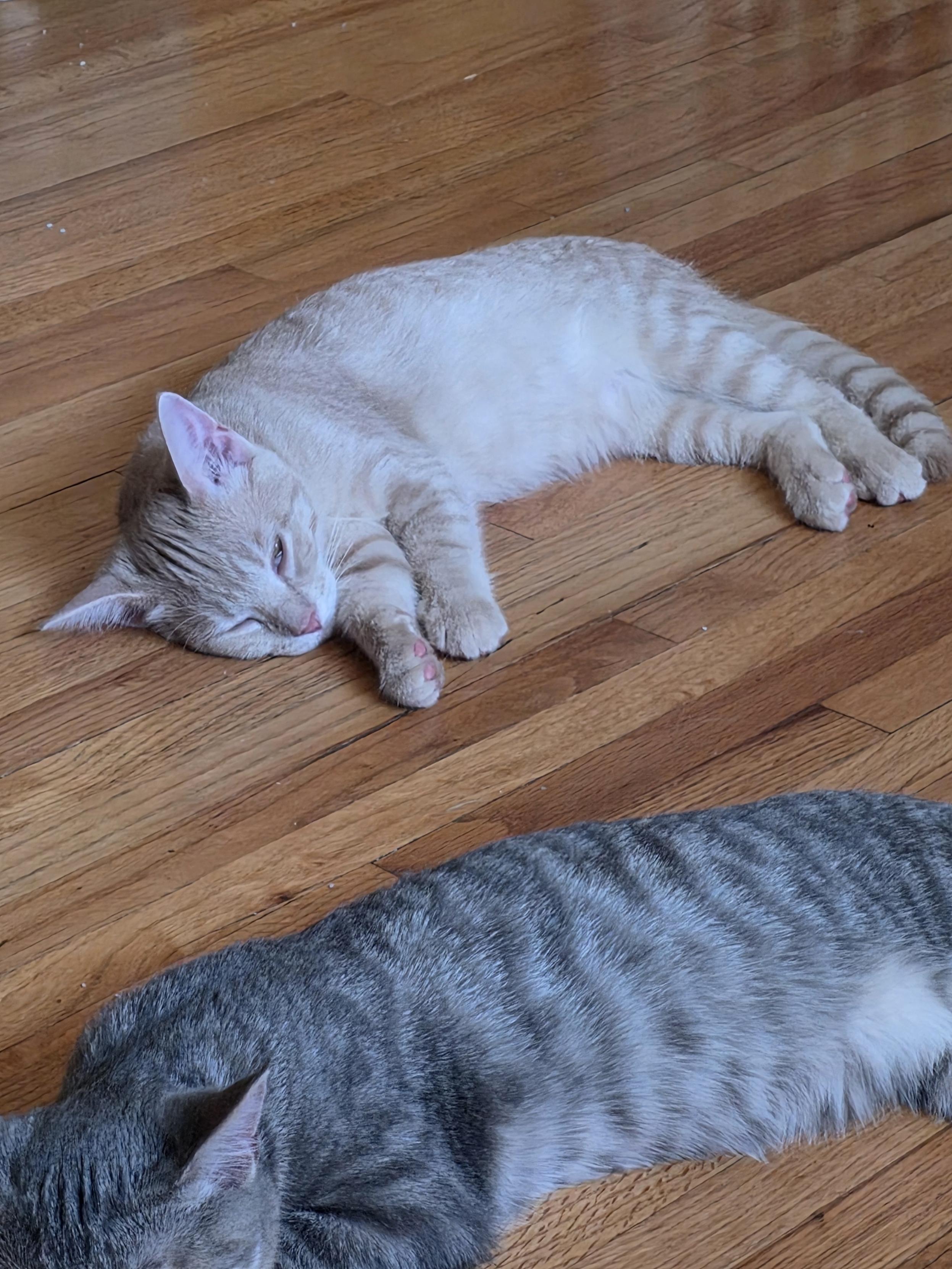 Enlarge Rusty, a Adoptable Domestic Short Hair in Minneapolis, MN image 5/6