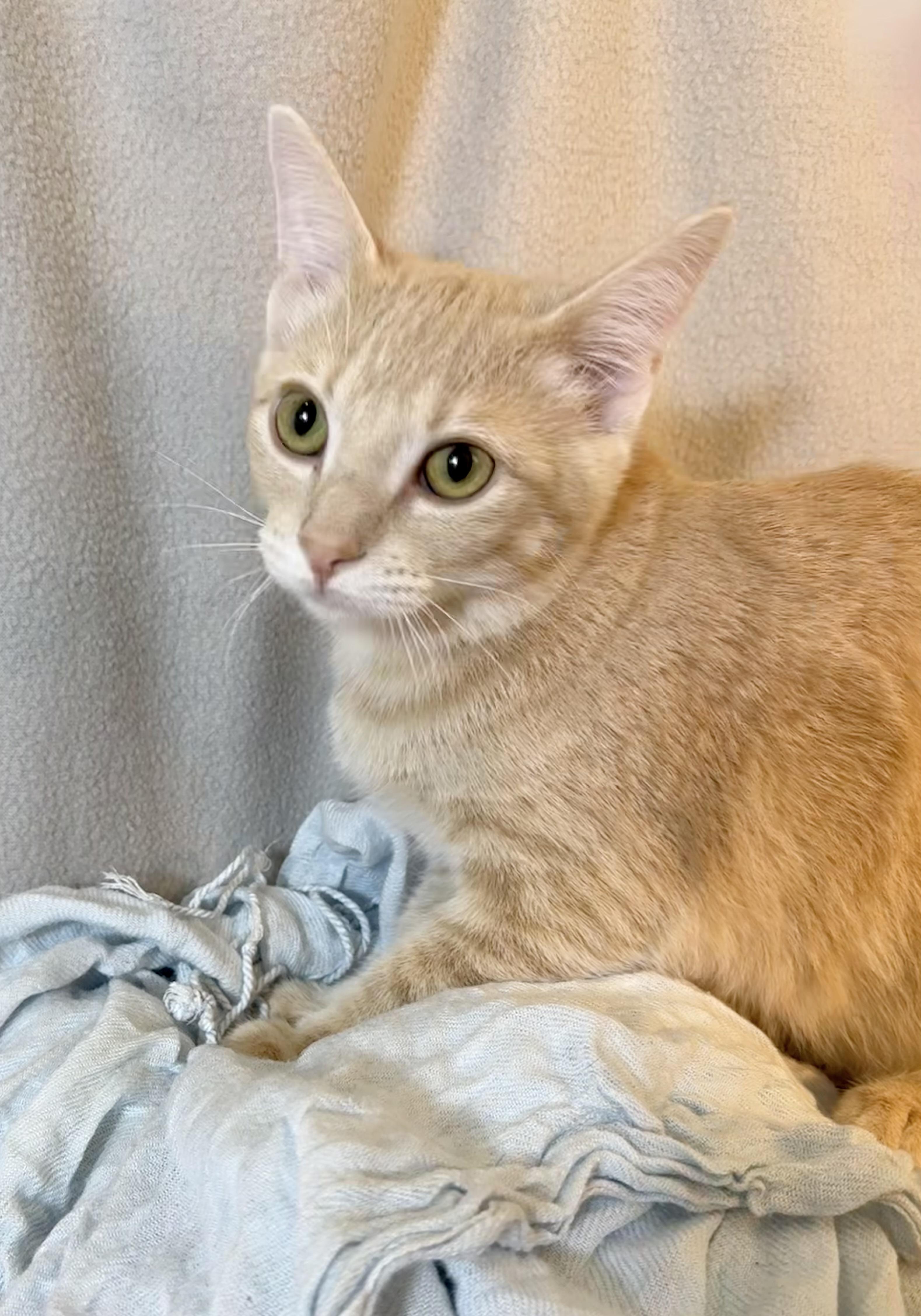 Rusty, Adoptable, Kitten Male Domestic Short Hair.