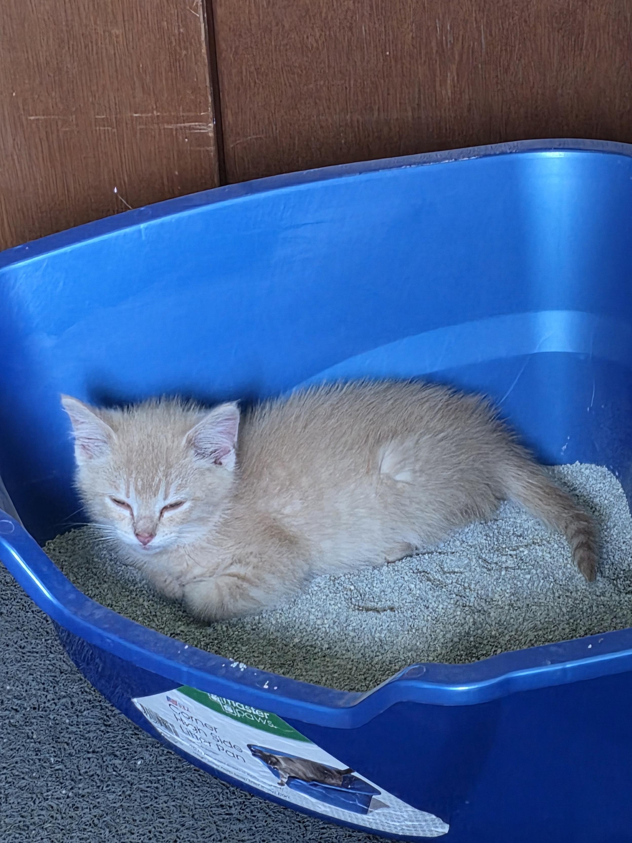 Enlarge Rusty, a ADOPTABLE Domestic Short Hair in Minneapolis, MN image 4/6