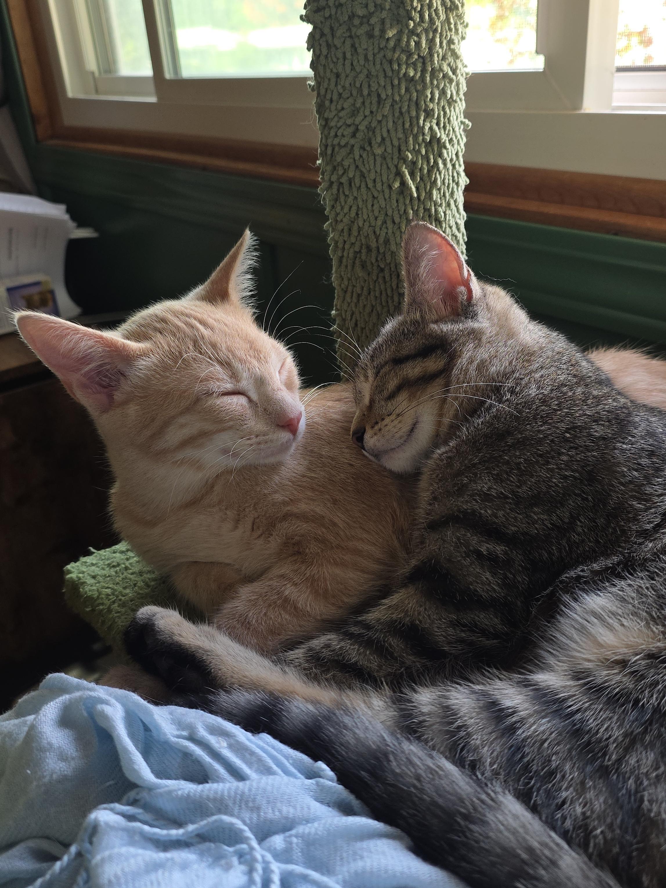 Enlarge Rusty, a Adoptable Domestic Short Hair in Minneapolis, MN image 6/6