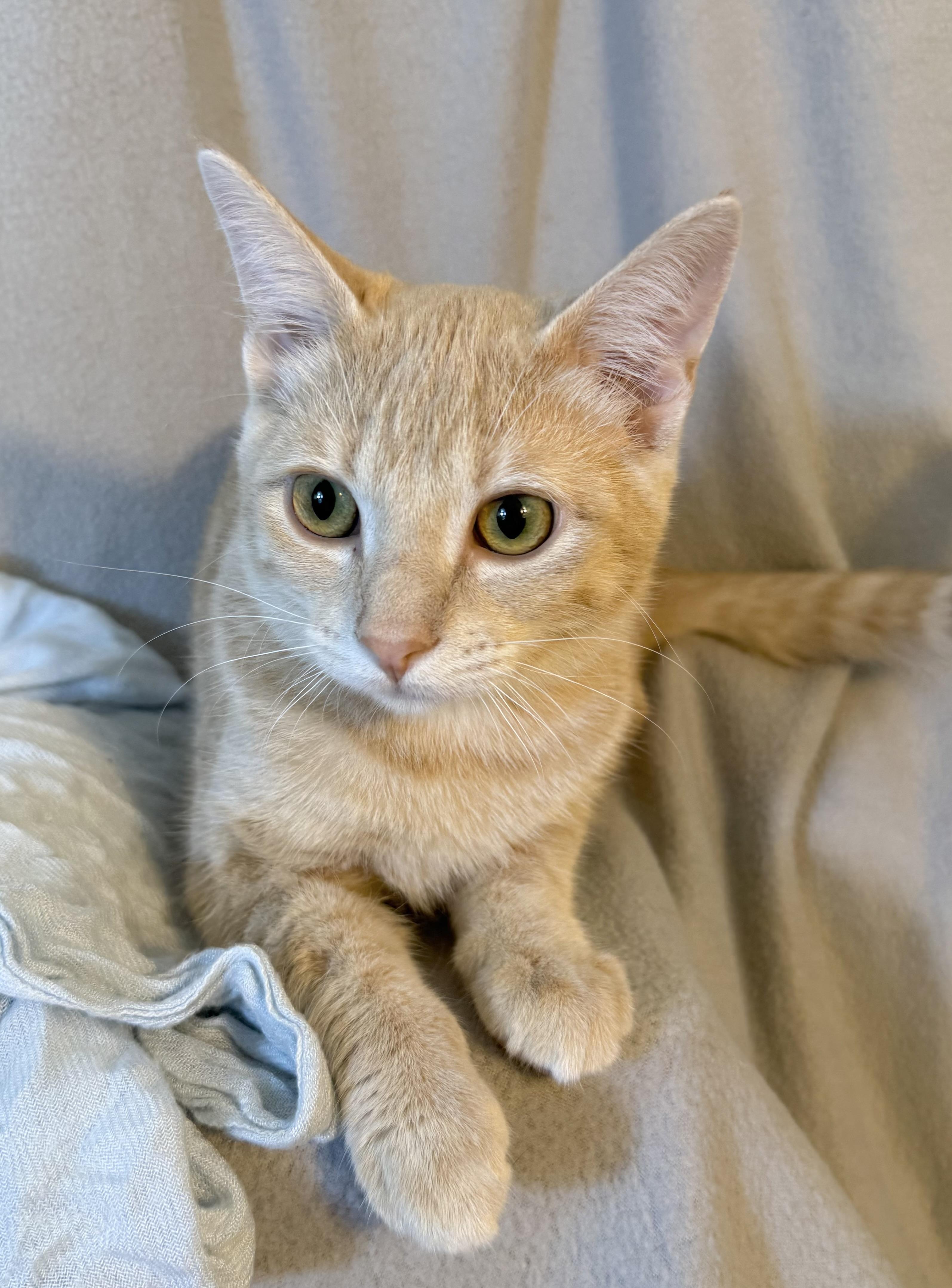 Enlarge Rusty, a Adoptable Domestic Short Hair in Minneapolis, MN image 5/6