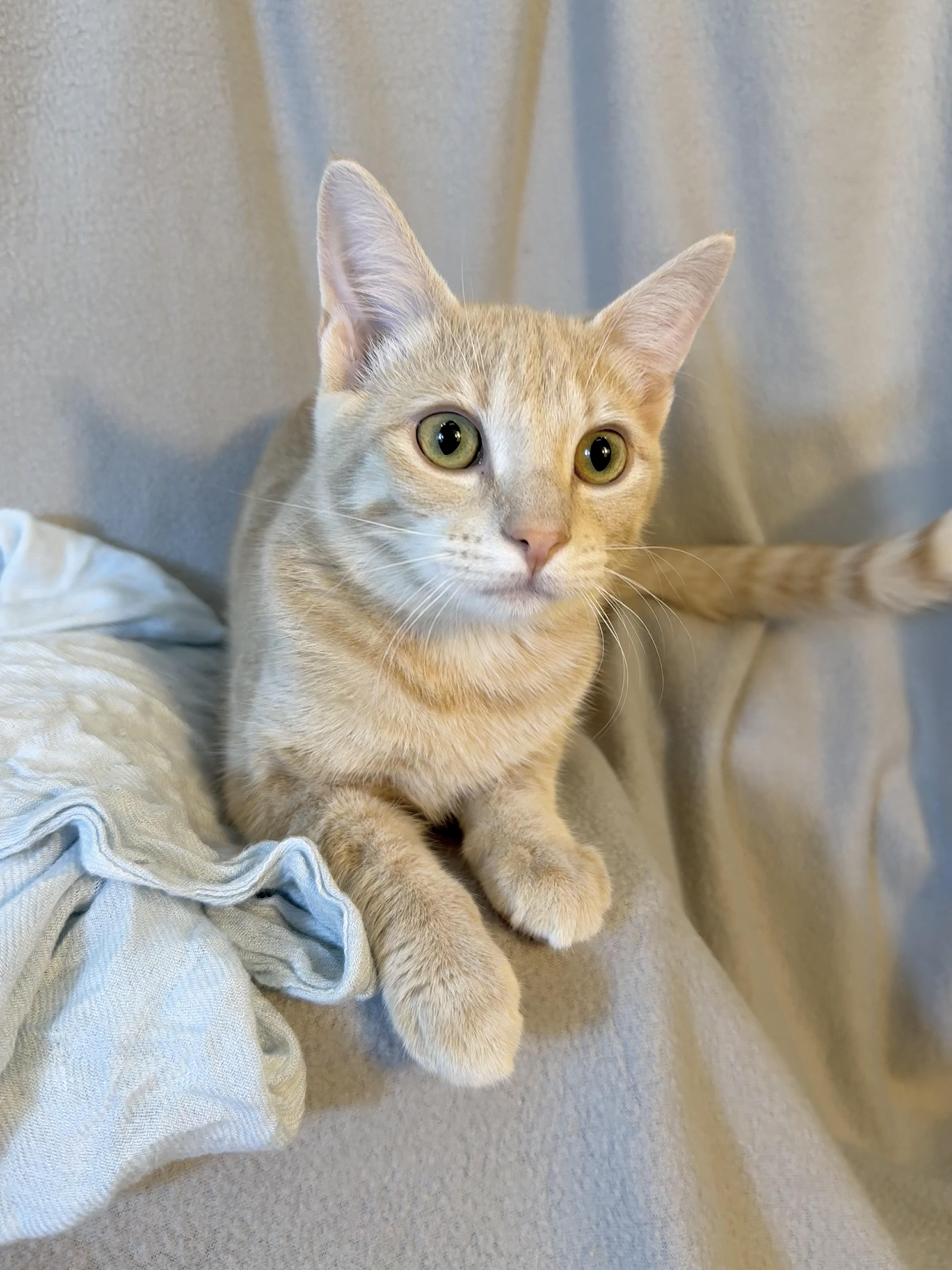 Enlarge Rusty, a Adoptable Domestic Short Hair in Minneapolis, MN image 6/6