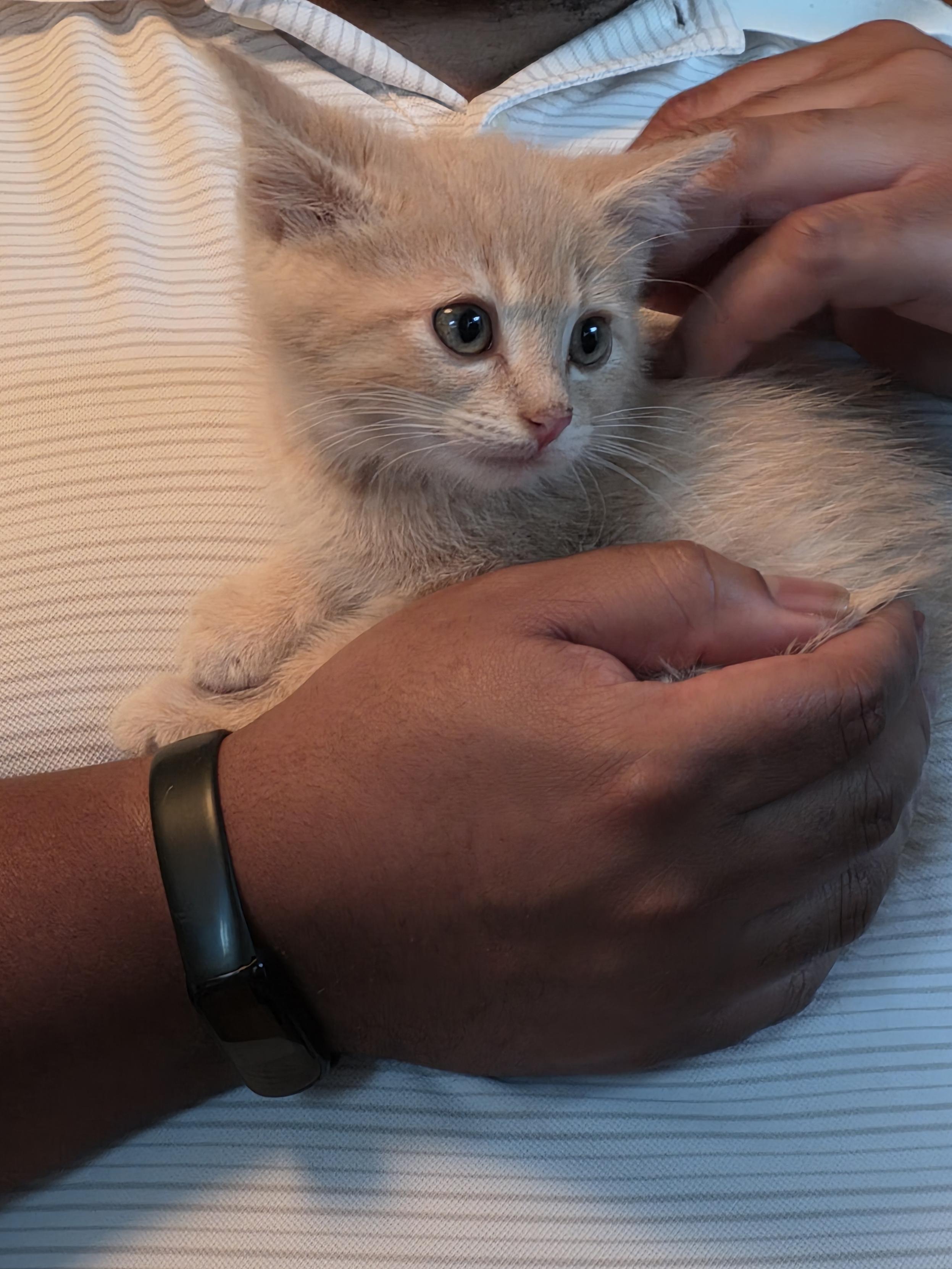 Enlarge Rusty, a ADOPTABLE Domestic Short Hair in Minneapolis, MN image 3/6