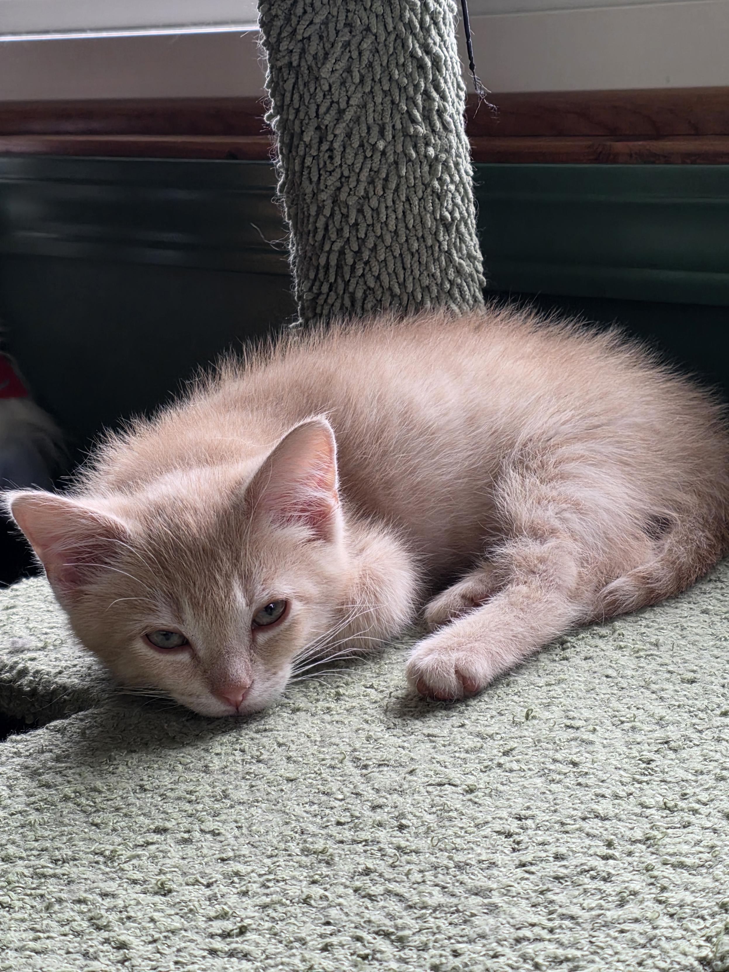 Enlarge Rusty, a ADOPTABLE Domestic Short Hair in Minneapolis, MN image 5/6