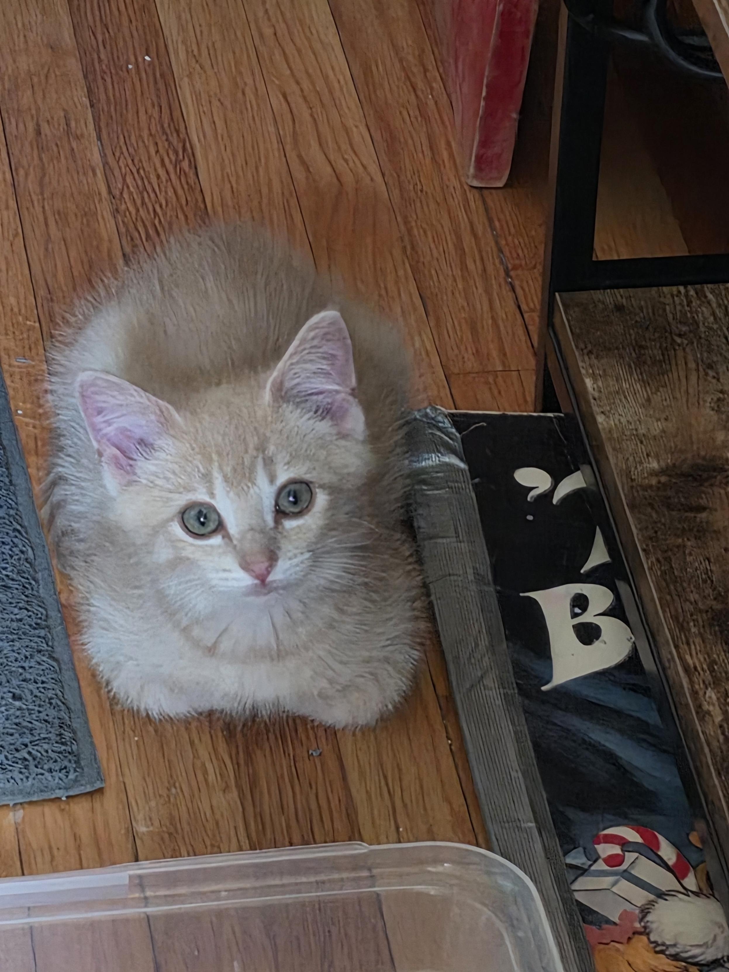 Rusty, Adoptable, Kitten Male Domestic Short Hair.