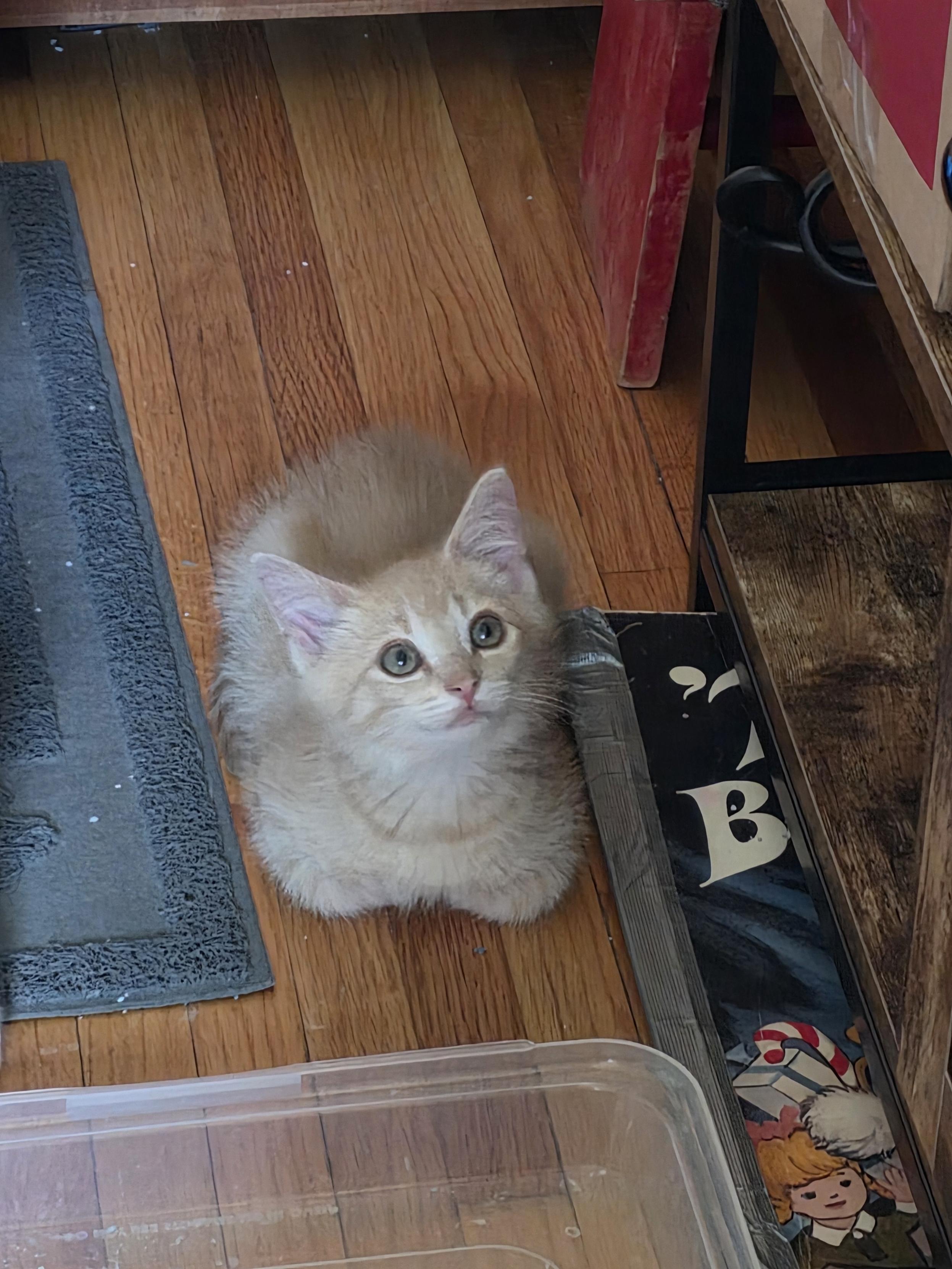 Enlarge Rusty, a ADOPTABLE Domestic Short Hair in Minneapolis, MN image 6/6