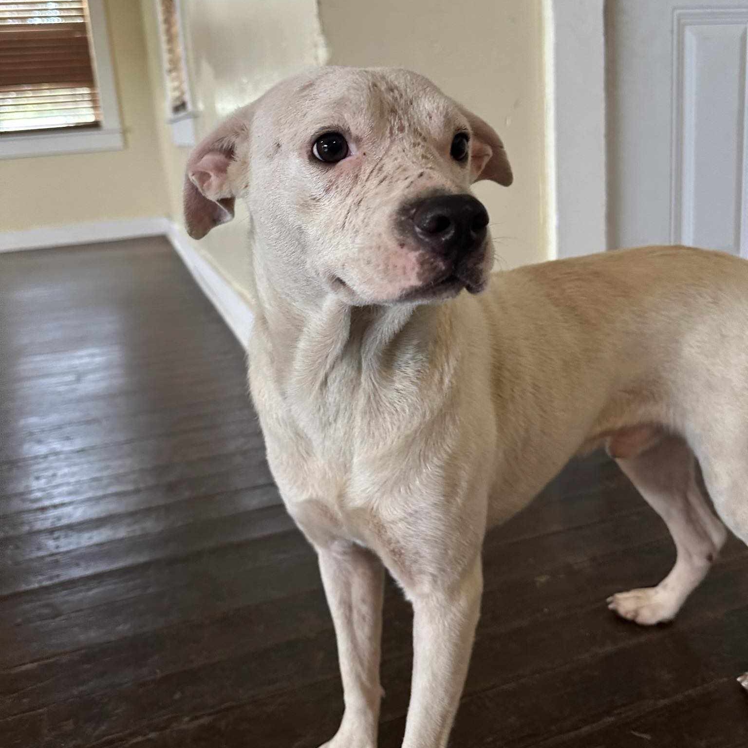 Enlarge Ranger, a Adoptable Pit Bull Terrier in Scarsdale, NY image 3/4