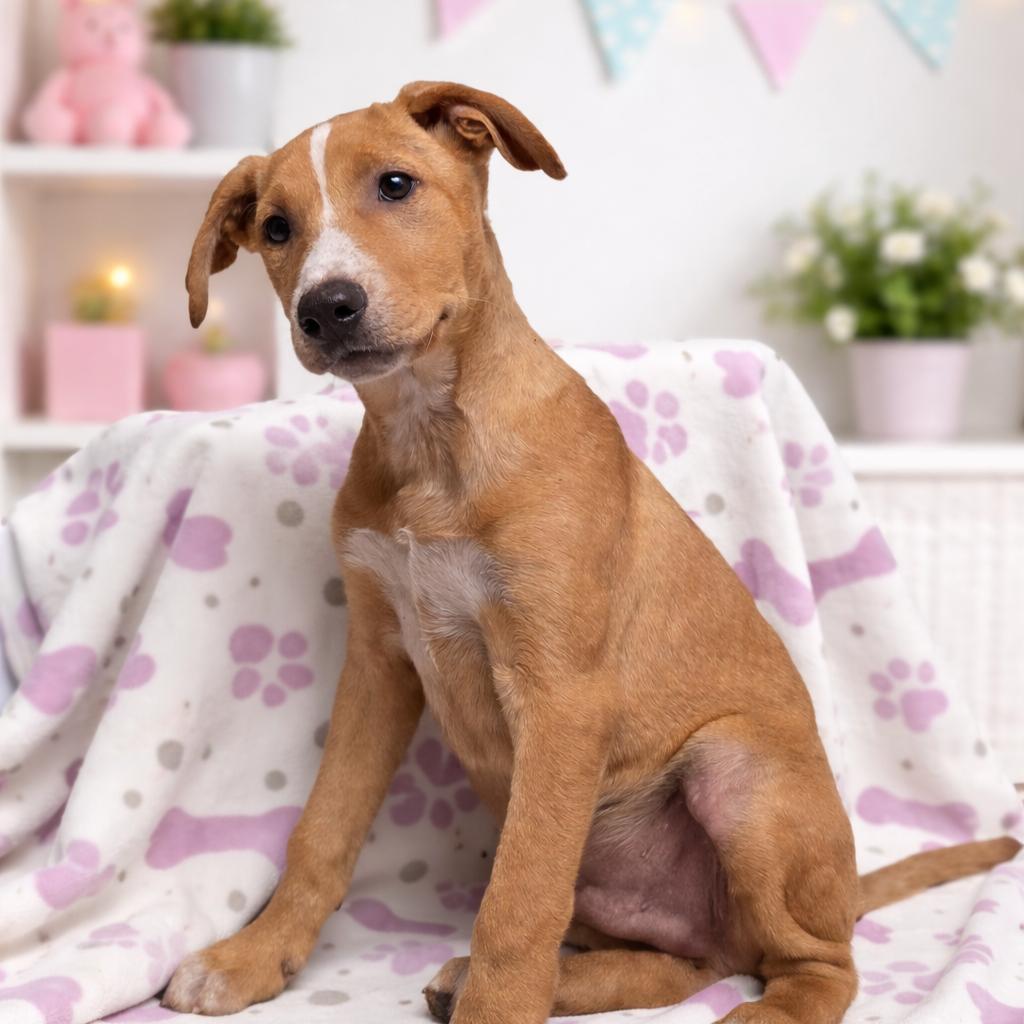 Butter, Adoptable, Puppy Male Labrador Retriever & American Staffordshire Terrier.