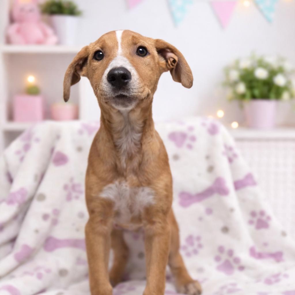 Enlarge Butter, a Adoptable mixed breed in Kissimmee, FL image 2/2