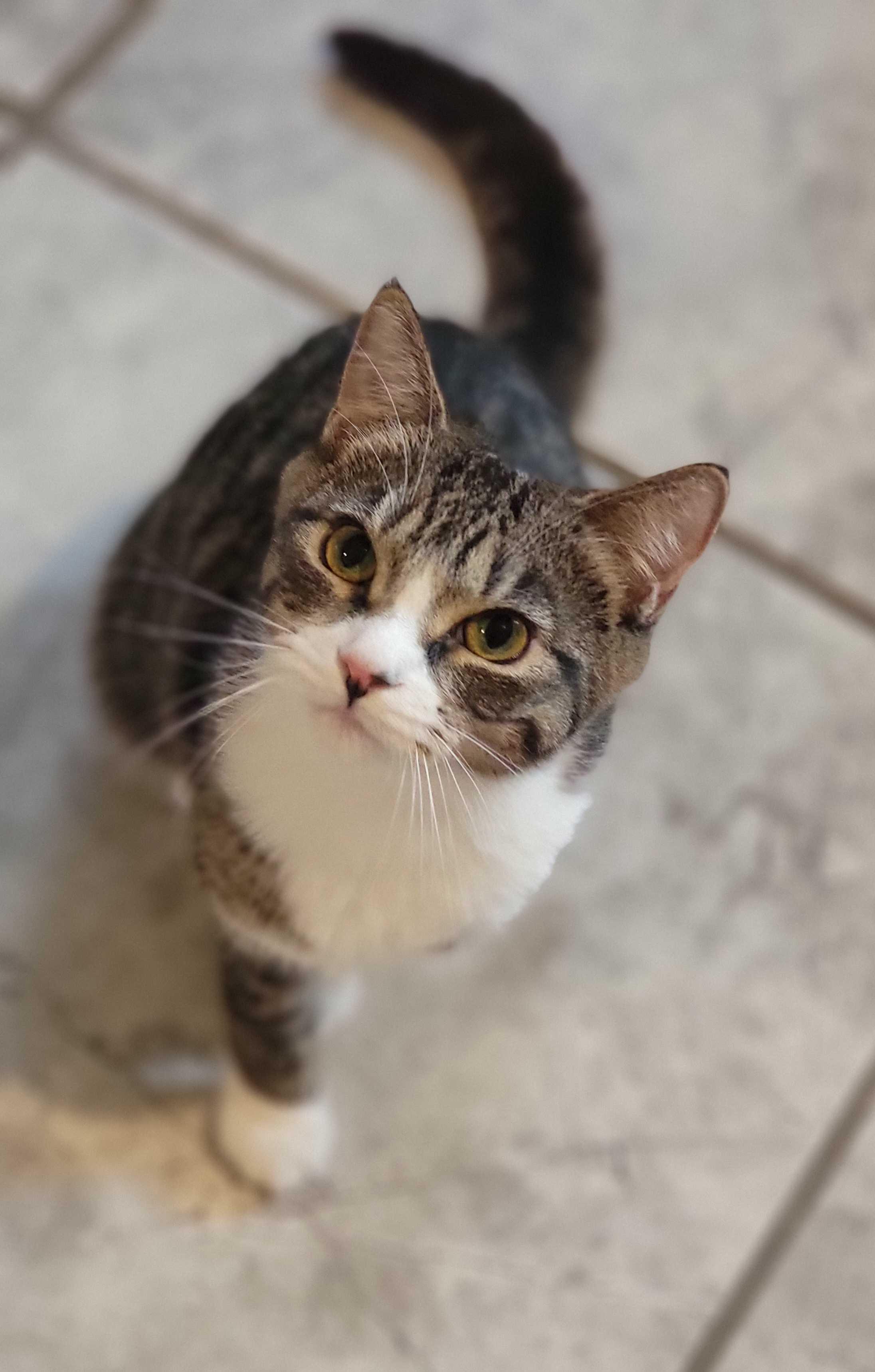 Enlarge Kamana, a Adoptable Domestic Short Hair in Florham Park, NJ image 1/5