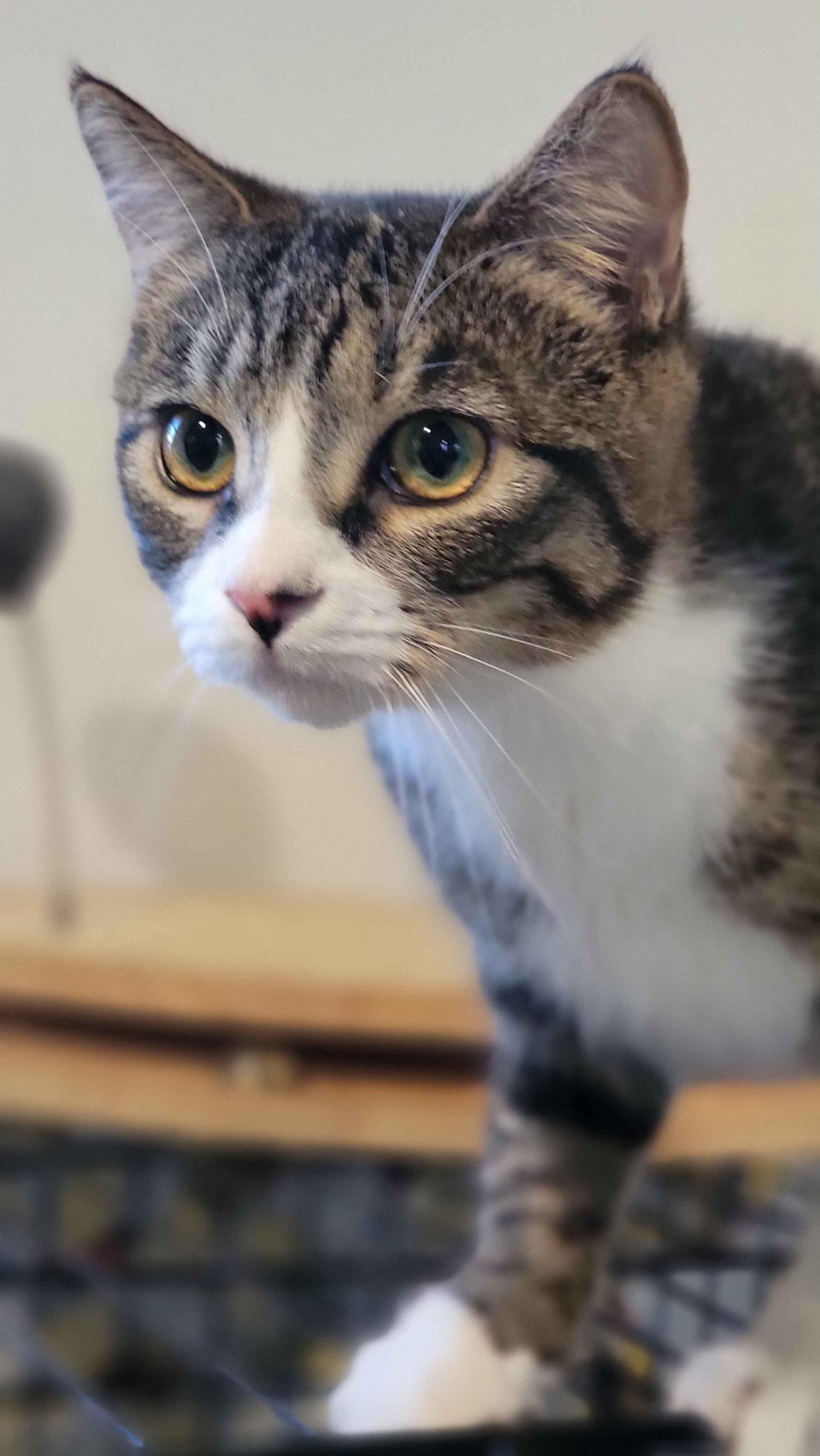 Enlarge Kamana, a Adoptable Domestic Short Hair in Florham Park, NJ image 2/5