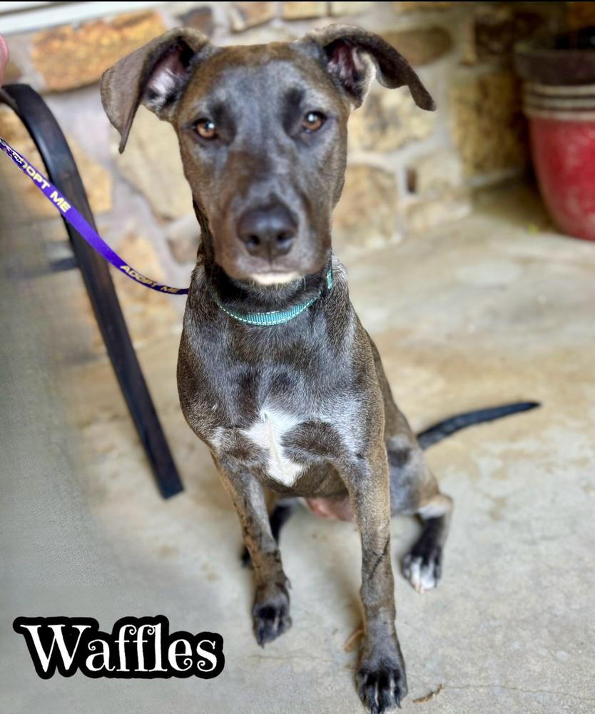 Enlarge Waffles, a Adoptable mixed breed in Tulsa, OK image 1/1