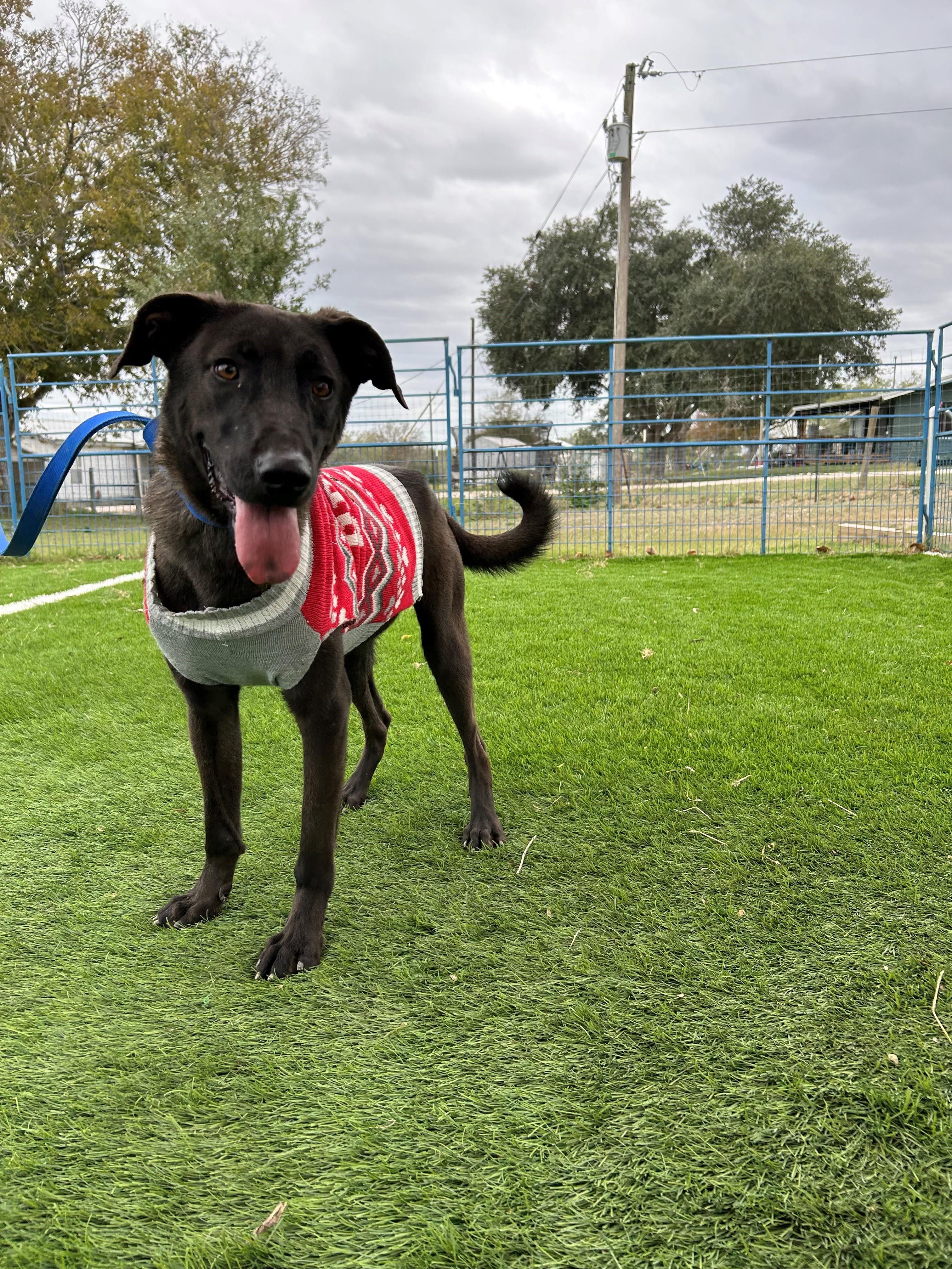 Niko, Young Male Shepherd