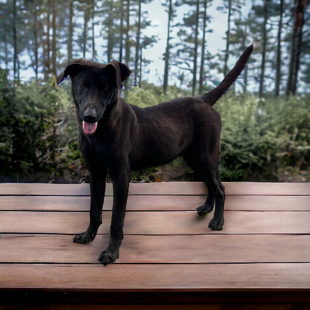 Niko photo 4