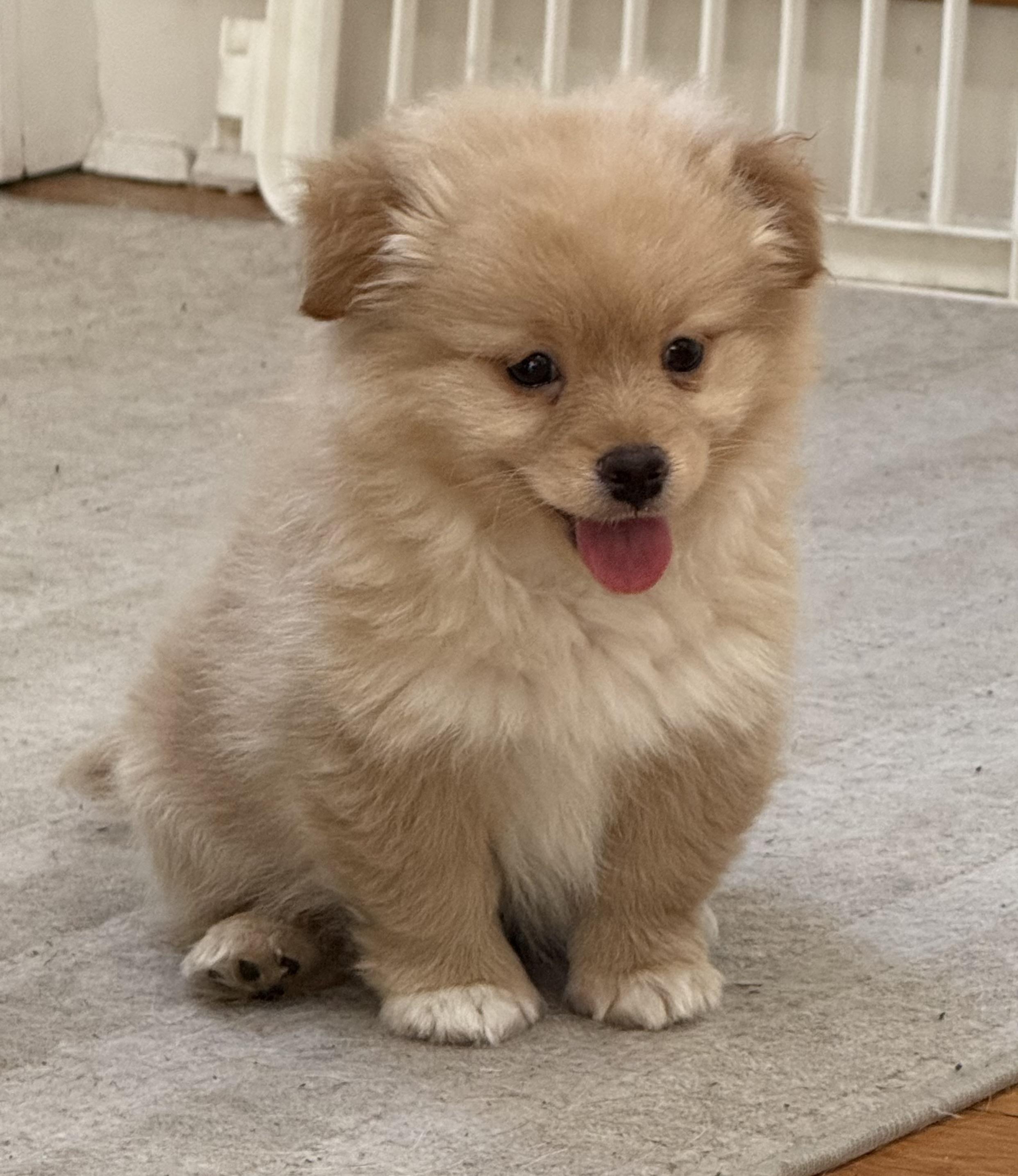 Gizmo