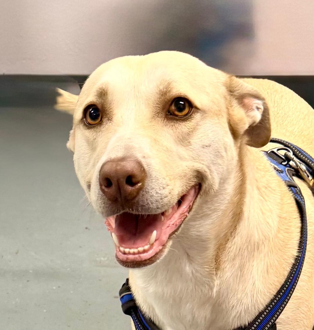 Enlarge Peaches, an adoptable Labrador Retriever in Winter Haven, FL image 1/5
